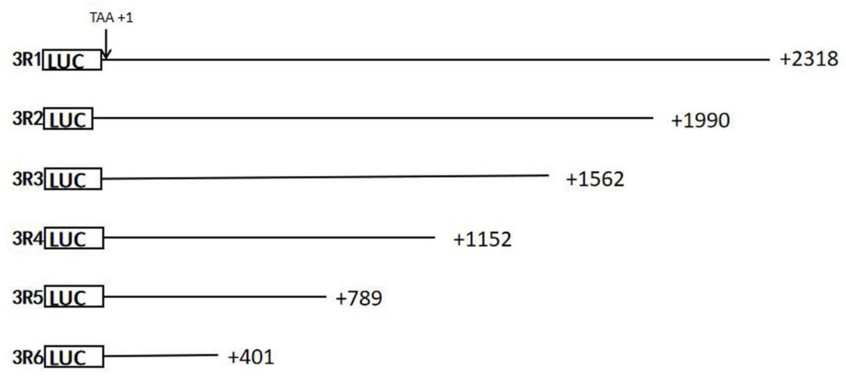 Genes 15 01057 g001
