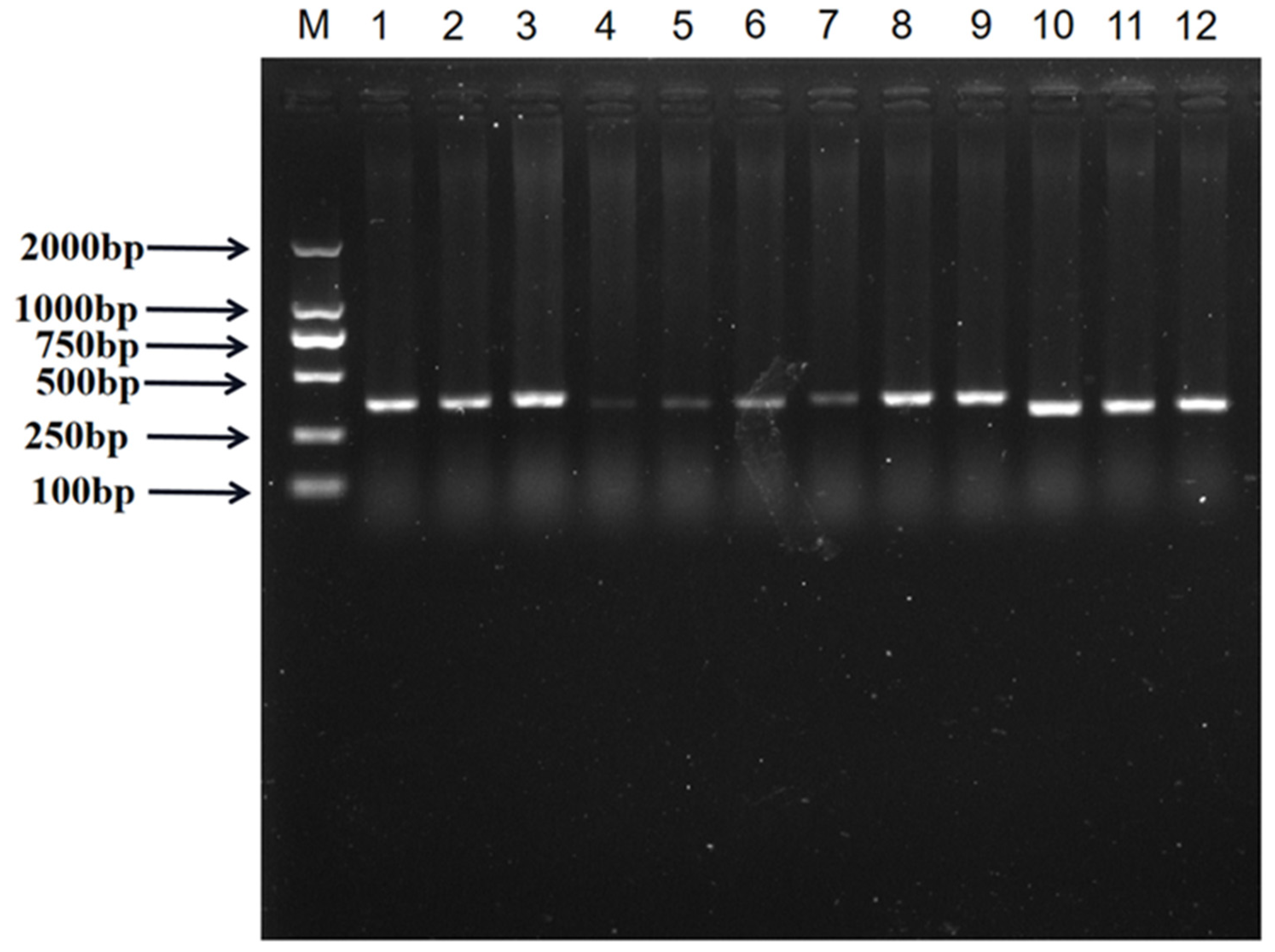 Genes 15 01061 g001 Genes 15 01061 g001