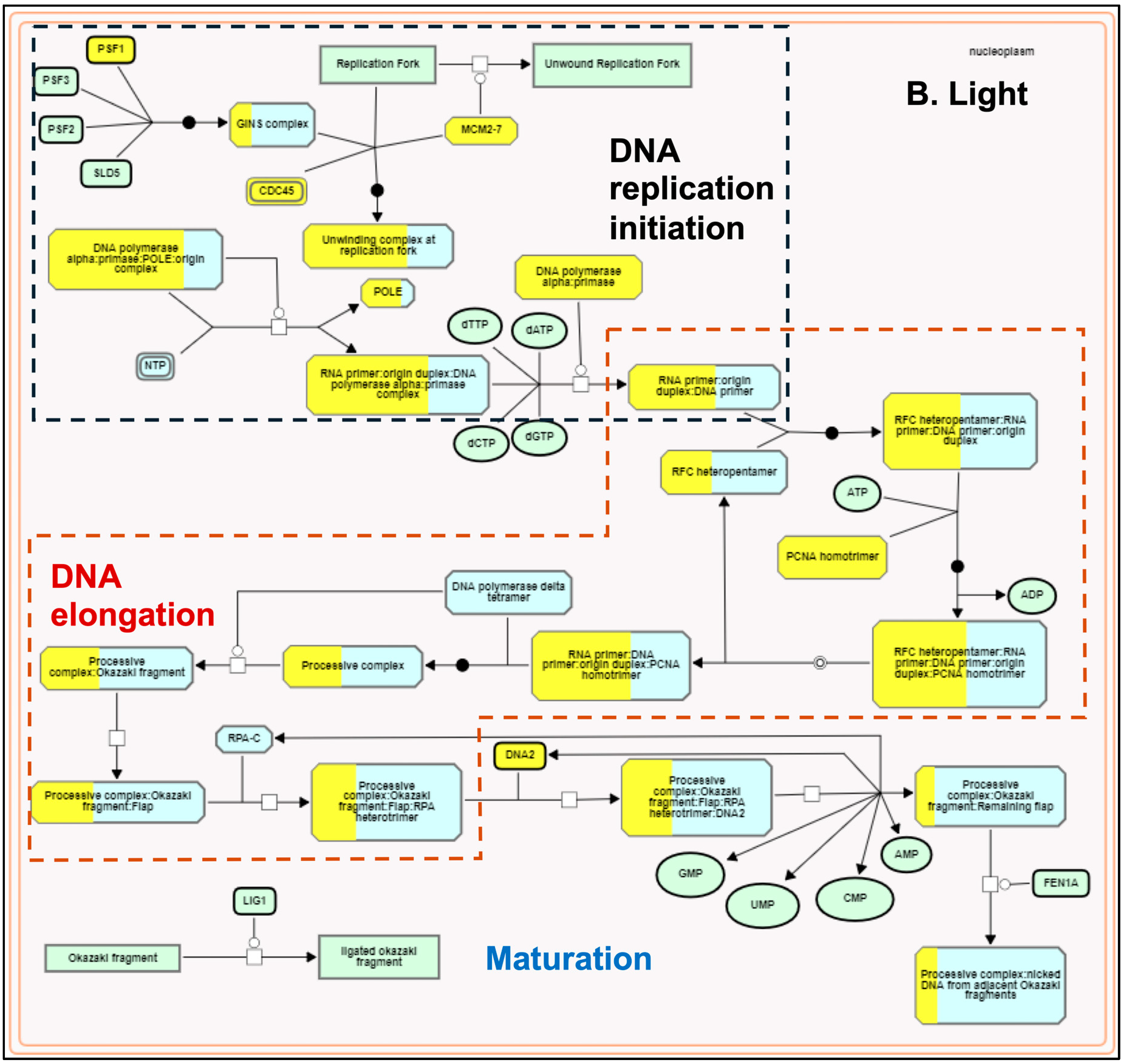 Genes 15 01072 g005b