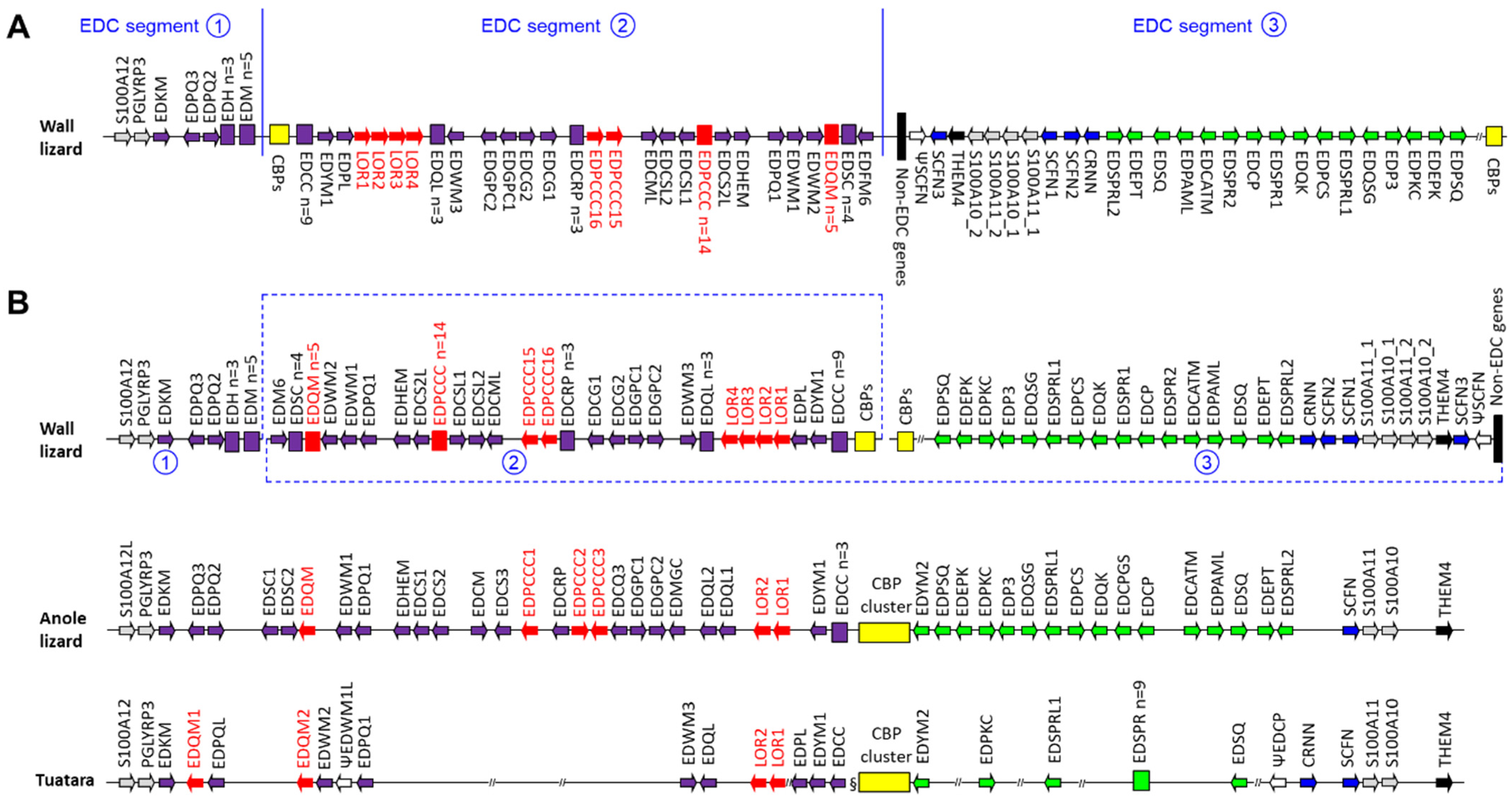Genes 15 01136 g001