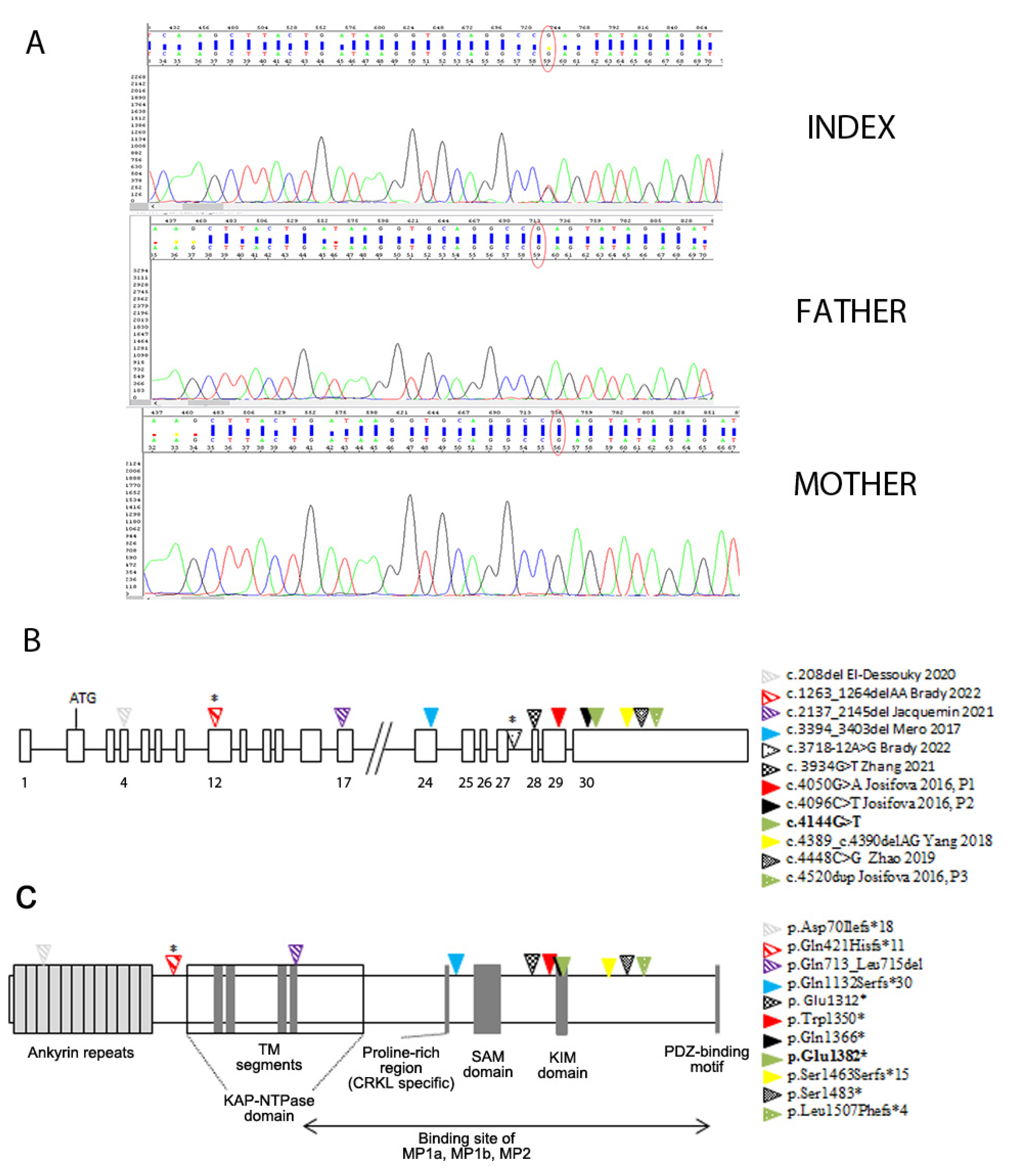 Genes 15 01190 g002