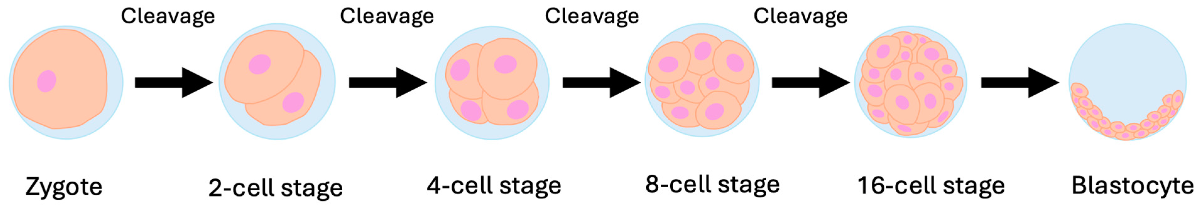 Genes 15 01240 g001 Genes 15 01240 g001