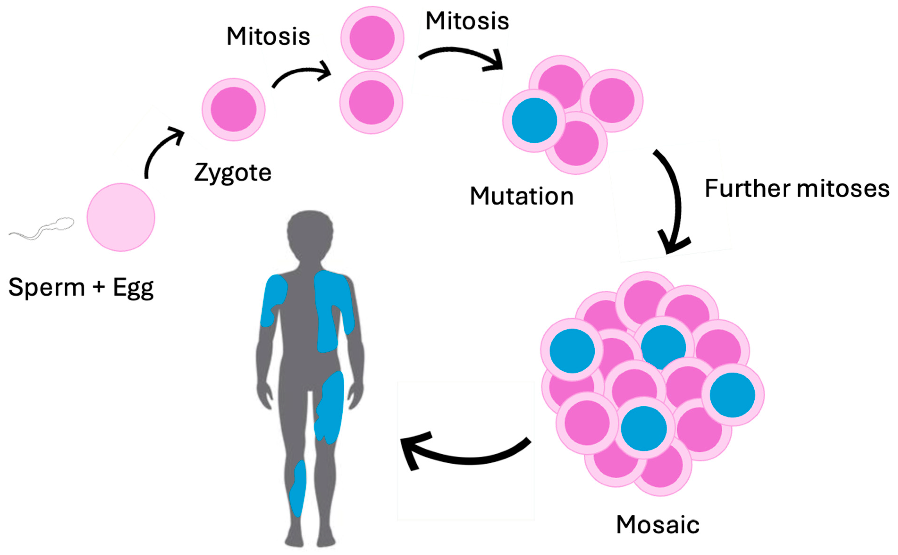 Genes 15 01240 g002 Genes 15 01240 g002