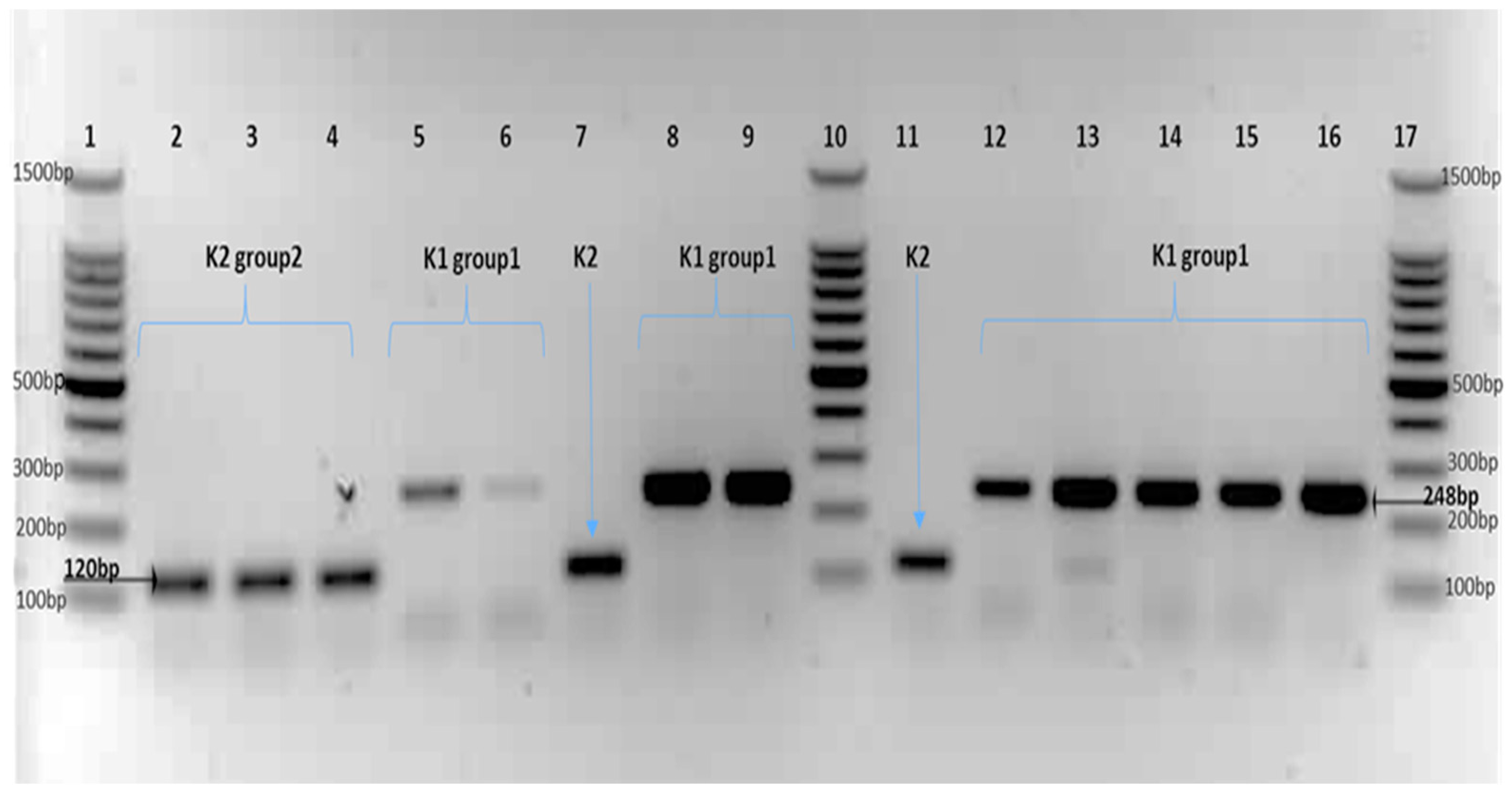 Genes 15 01282 g001 Genes 15 01282 g001