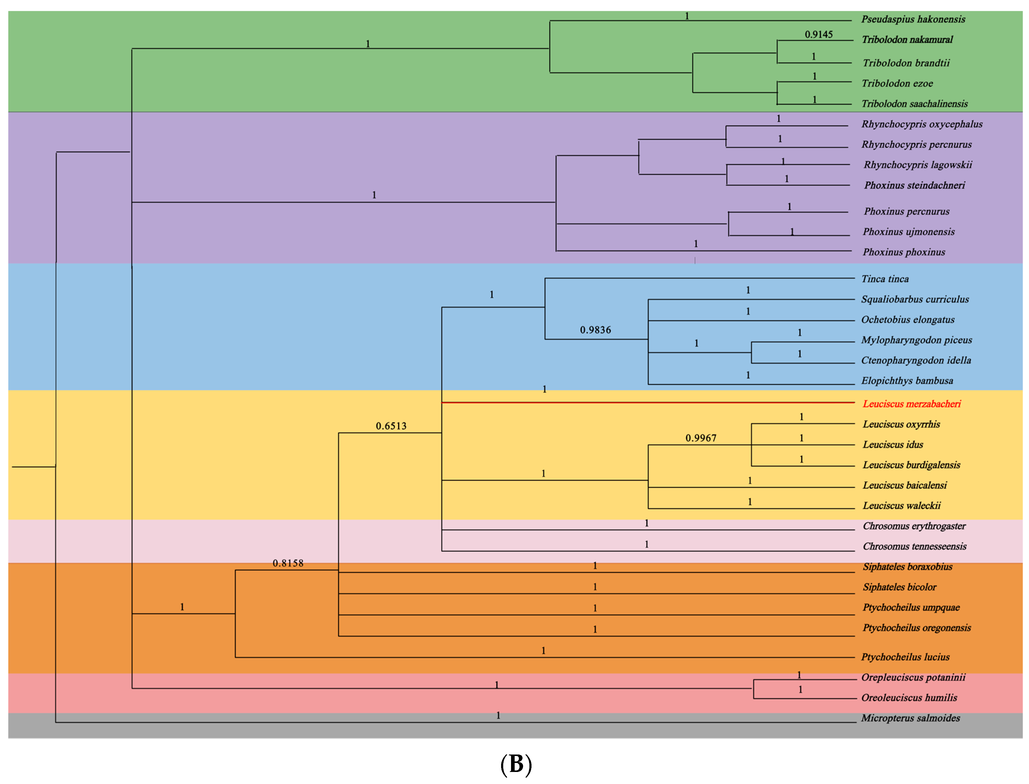 Genes 15 01284 g004b
