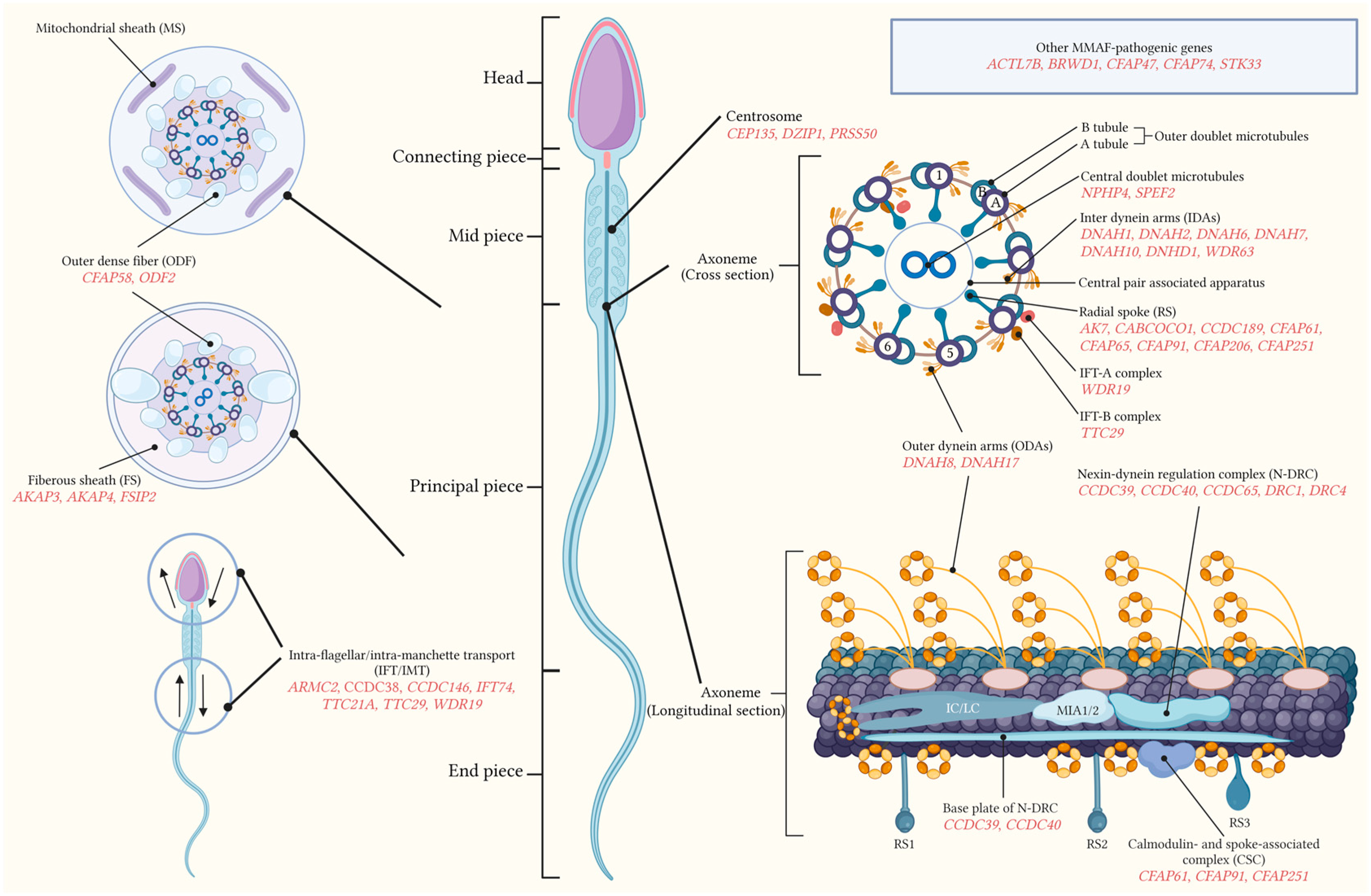 Genes 15 01315 g001