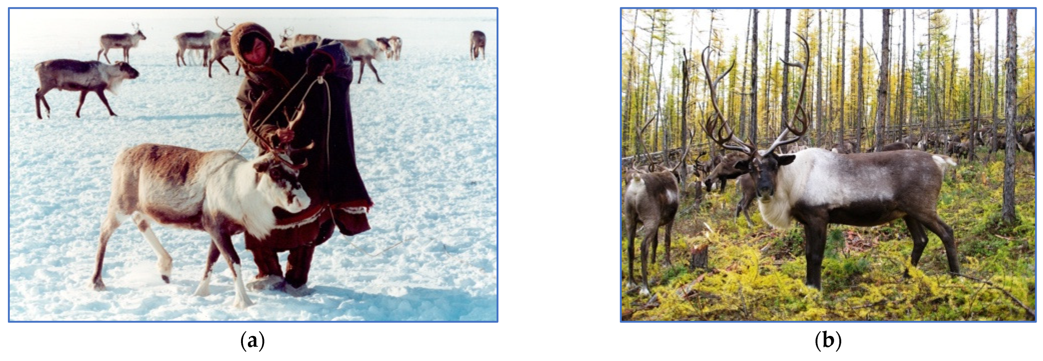 Genes 15 01629 g002a