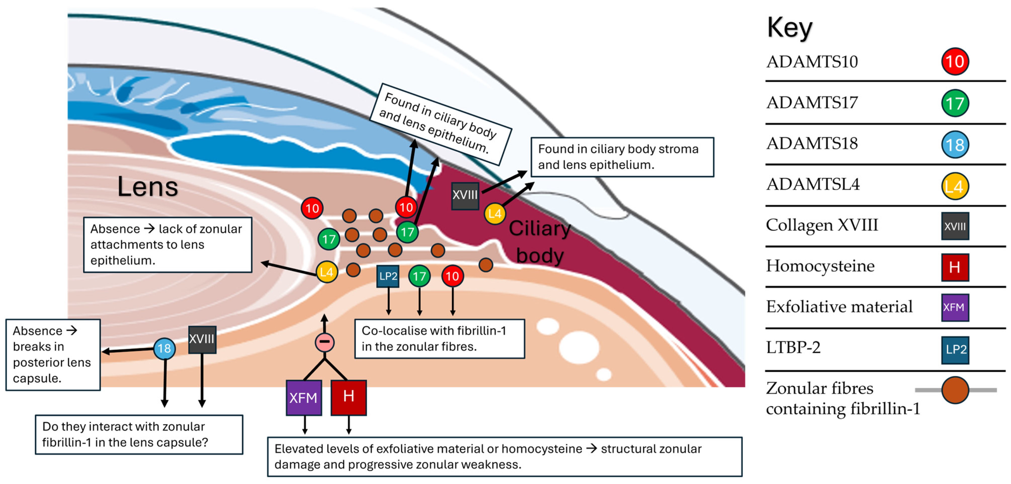 Genes 15 01632 g004 Genes 15 01632 g004