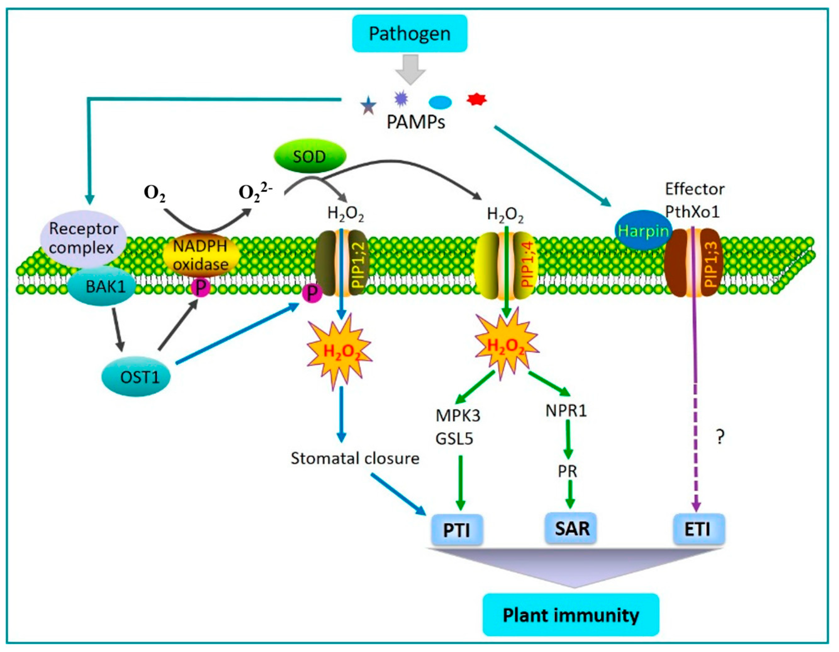 Genes 16 00010 g002