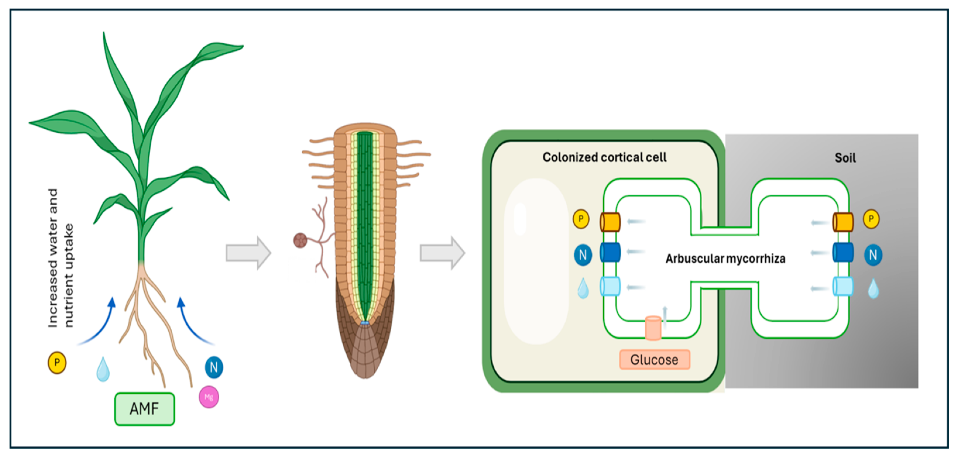 Genes 16 00143 g001