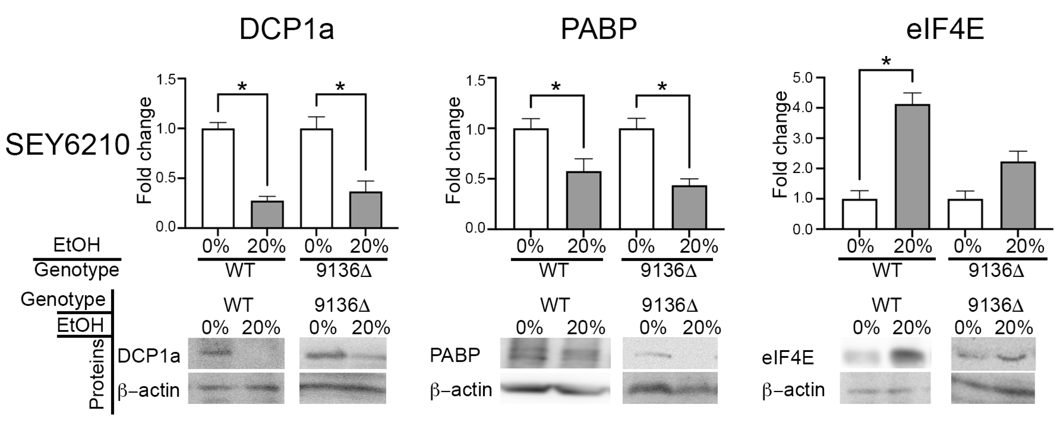 Genes 16 00170 g002 Genes 16 00170 g002
