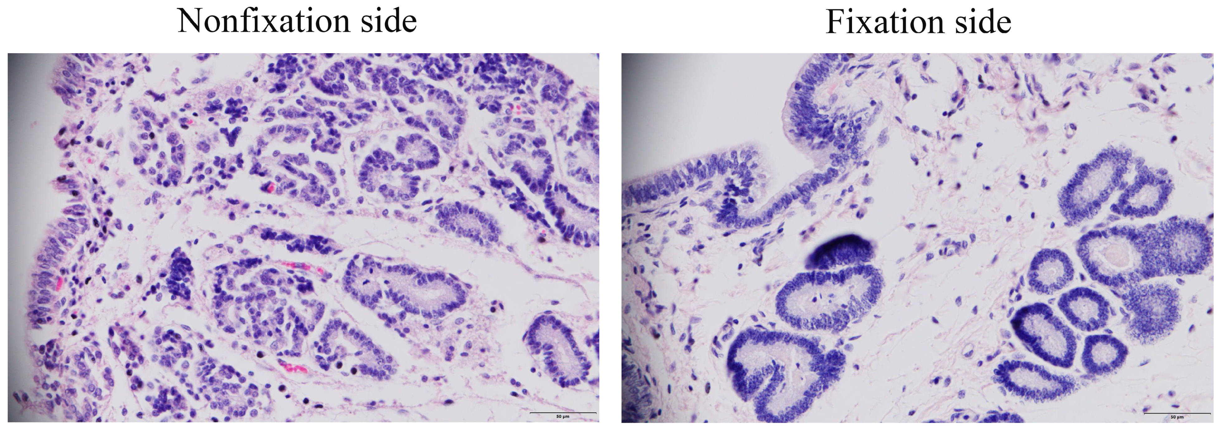 Genes 16 00181 g001 Genes 16 00181 g001