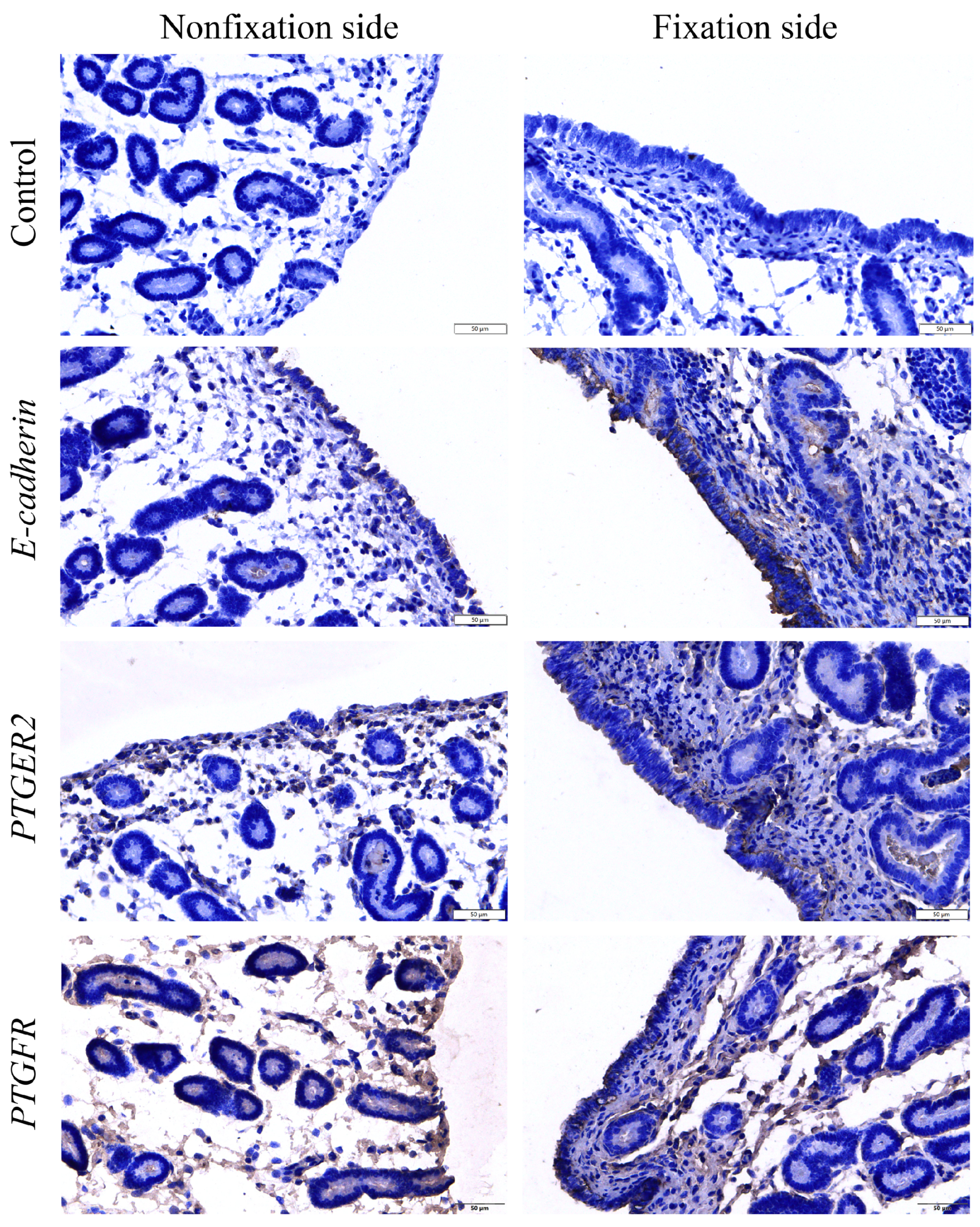 Genes 16 00181 g006 Genes 16 00181 g006