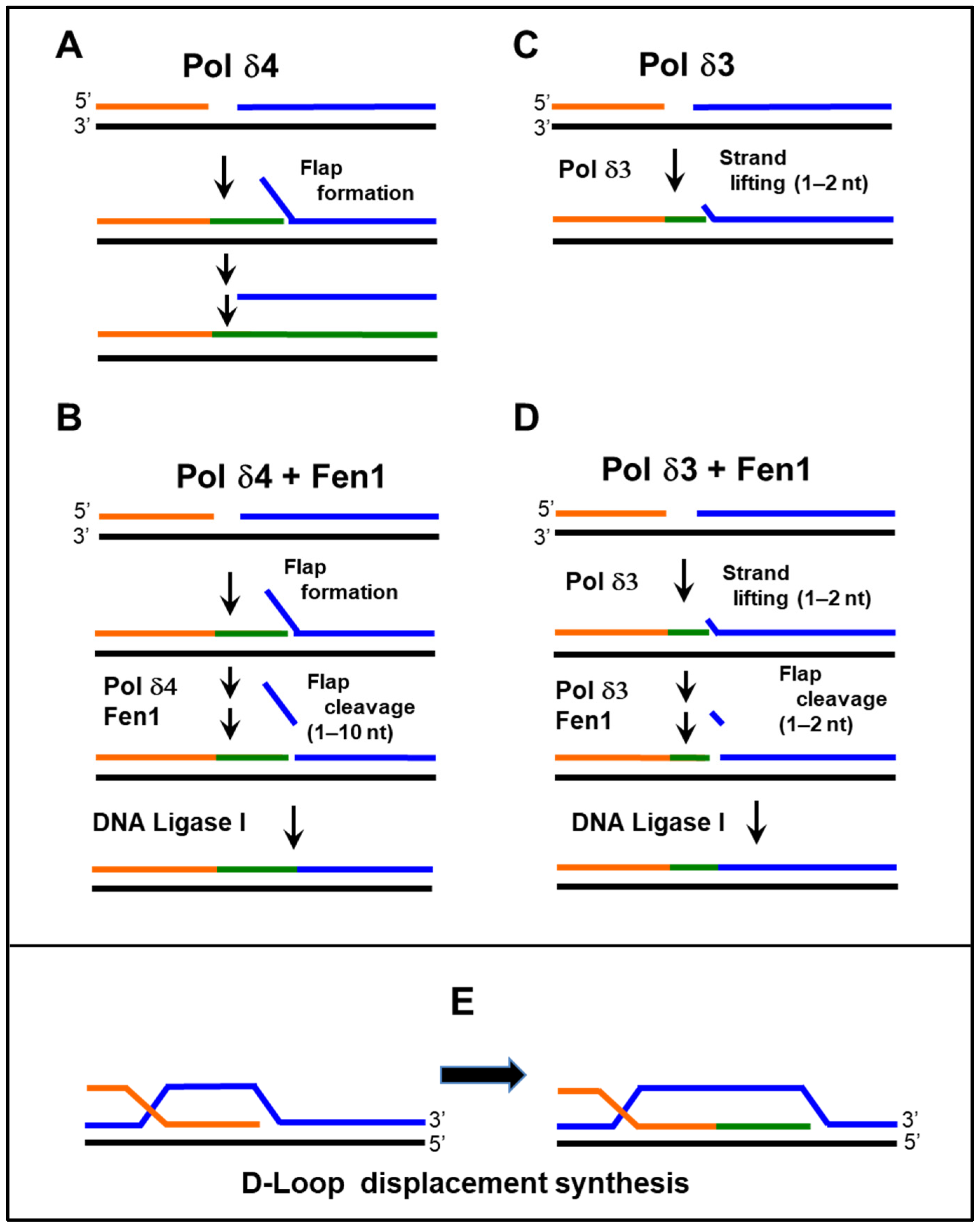 Genes 16 00188 g002