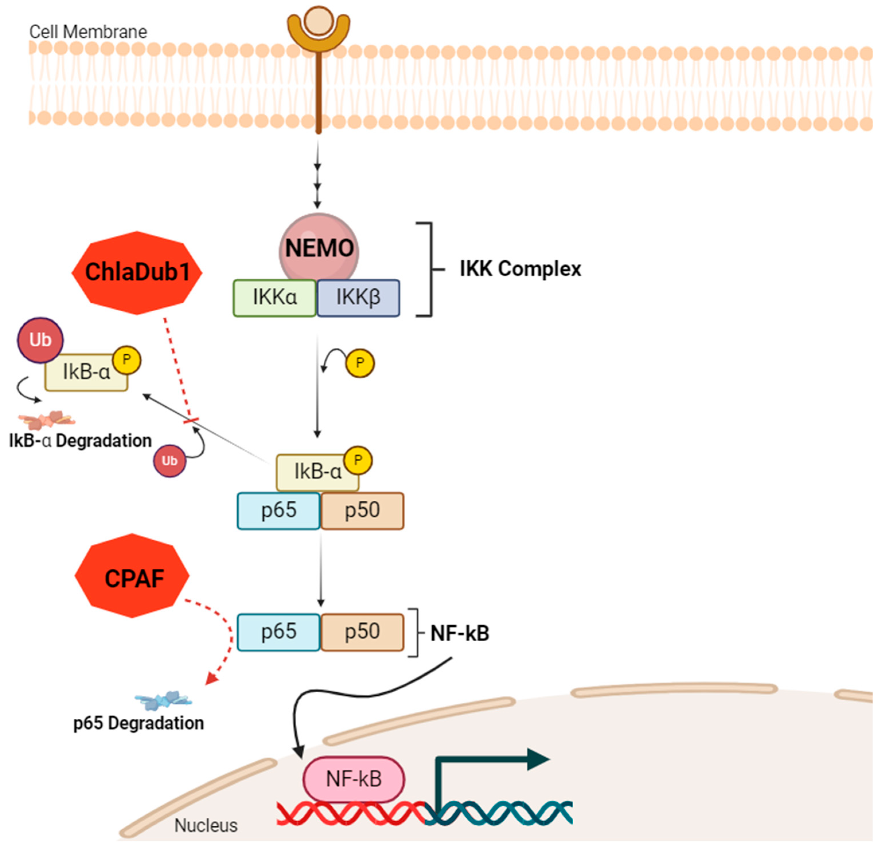 Genes 16 00205 g005 Genes 16 00205 g005