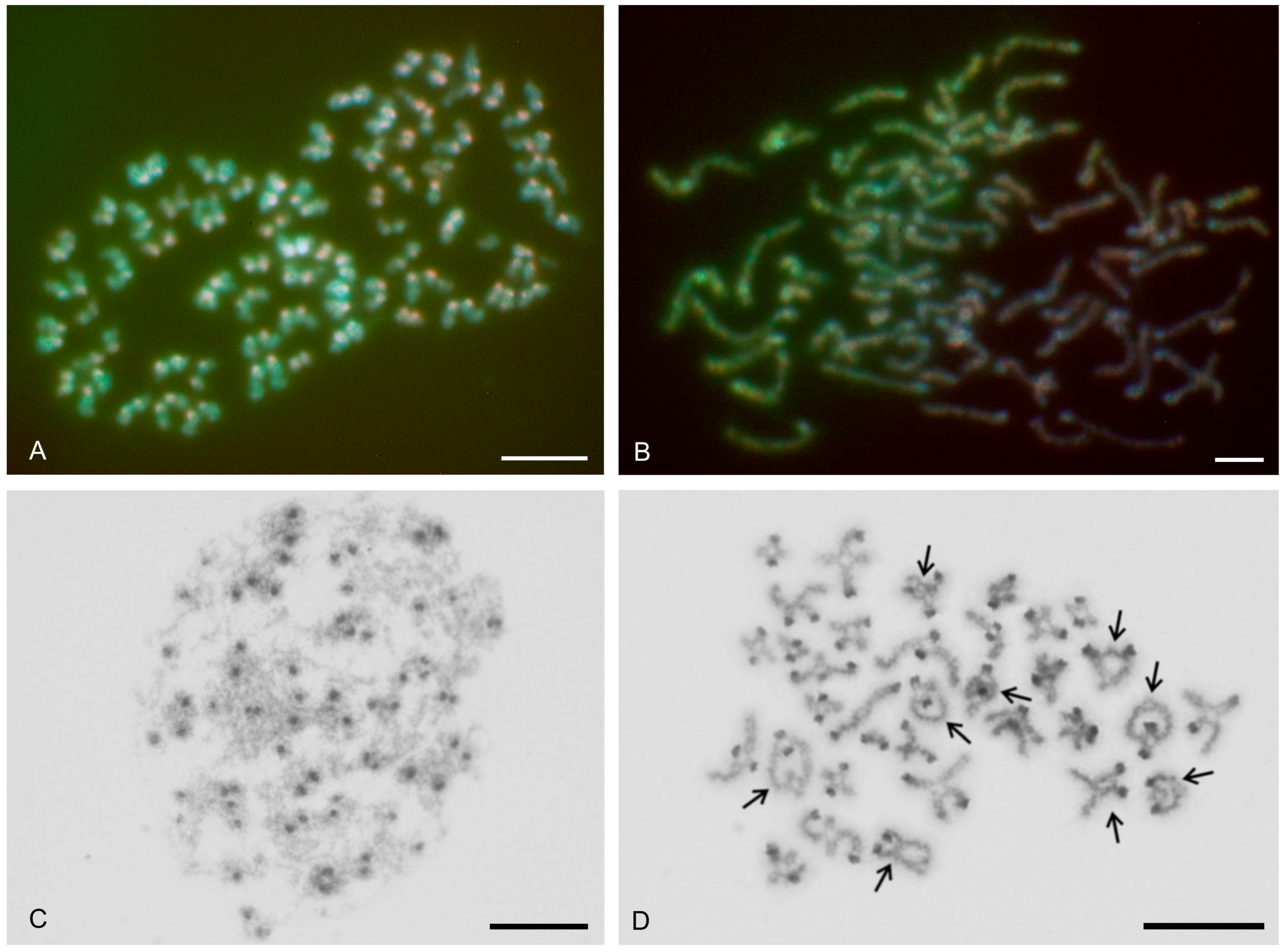 Genes 16 00207 g002 Genes 16 00207 g002