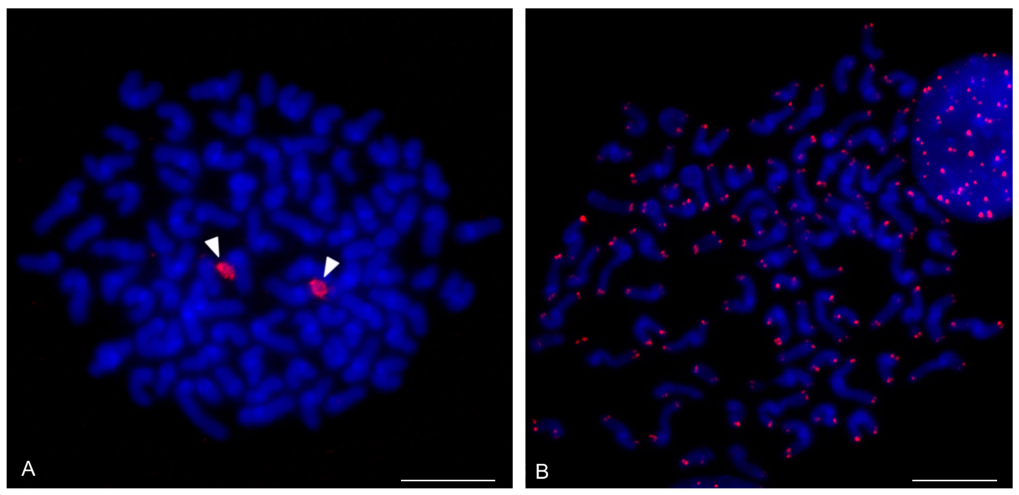 Genes 16 00207 g004 Genes 16 00207 g004