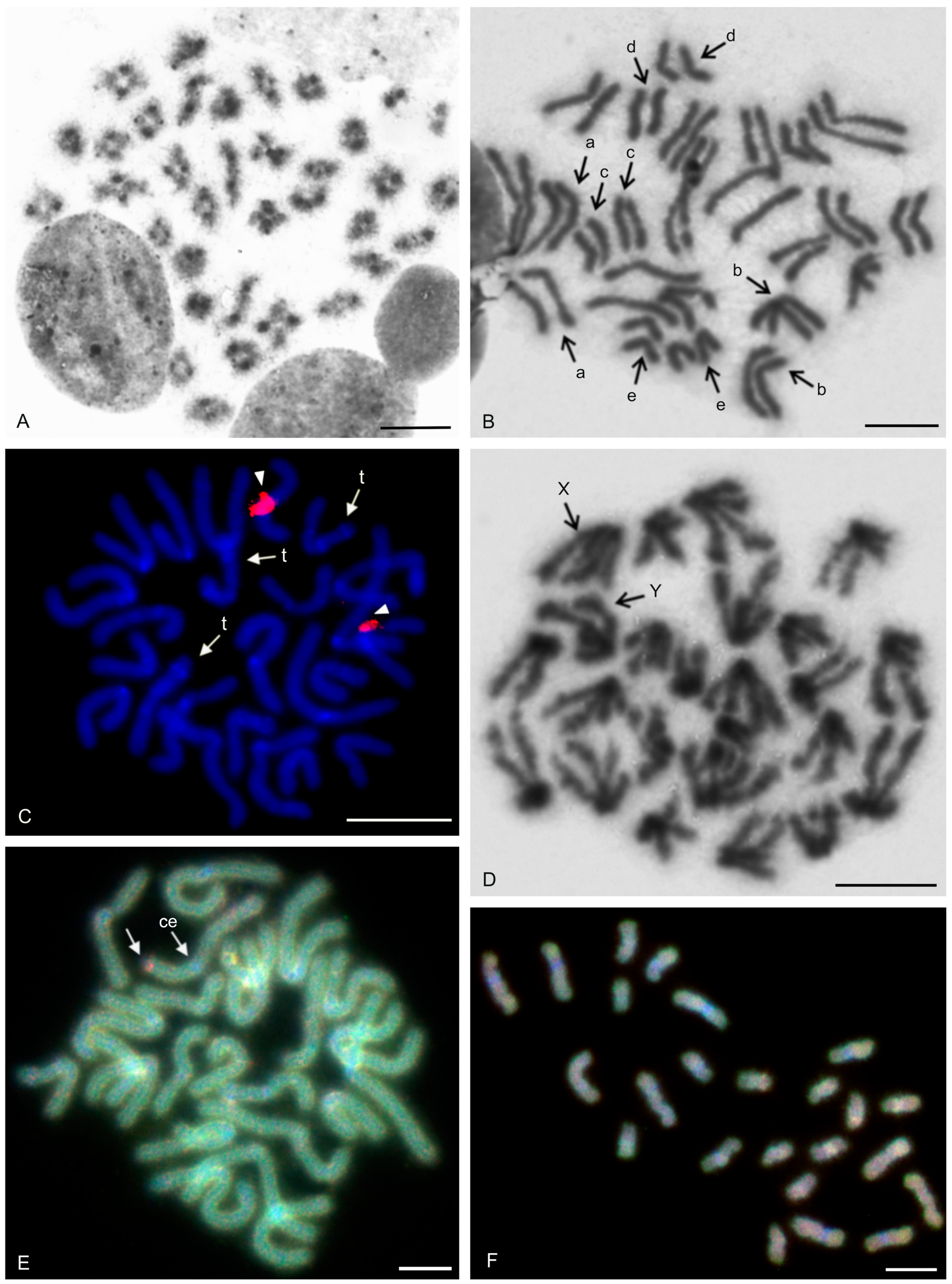 Genes 16 00207 g006 Genes 16 00207 g006