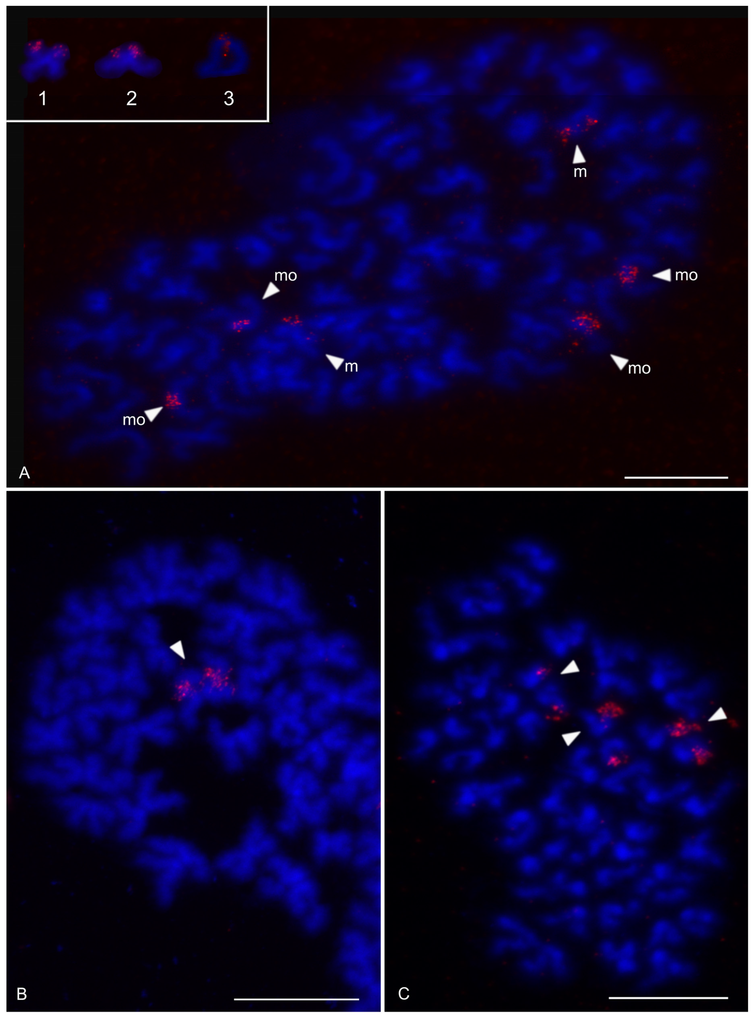 Genes 16 00207 g007 Genes 16 00207 g007