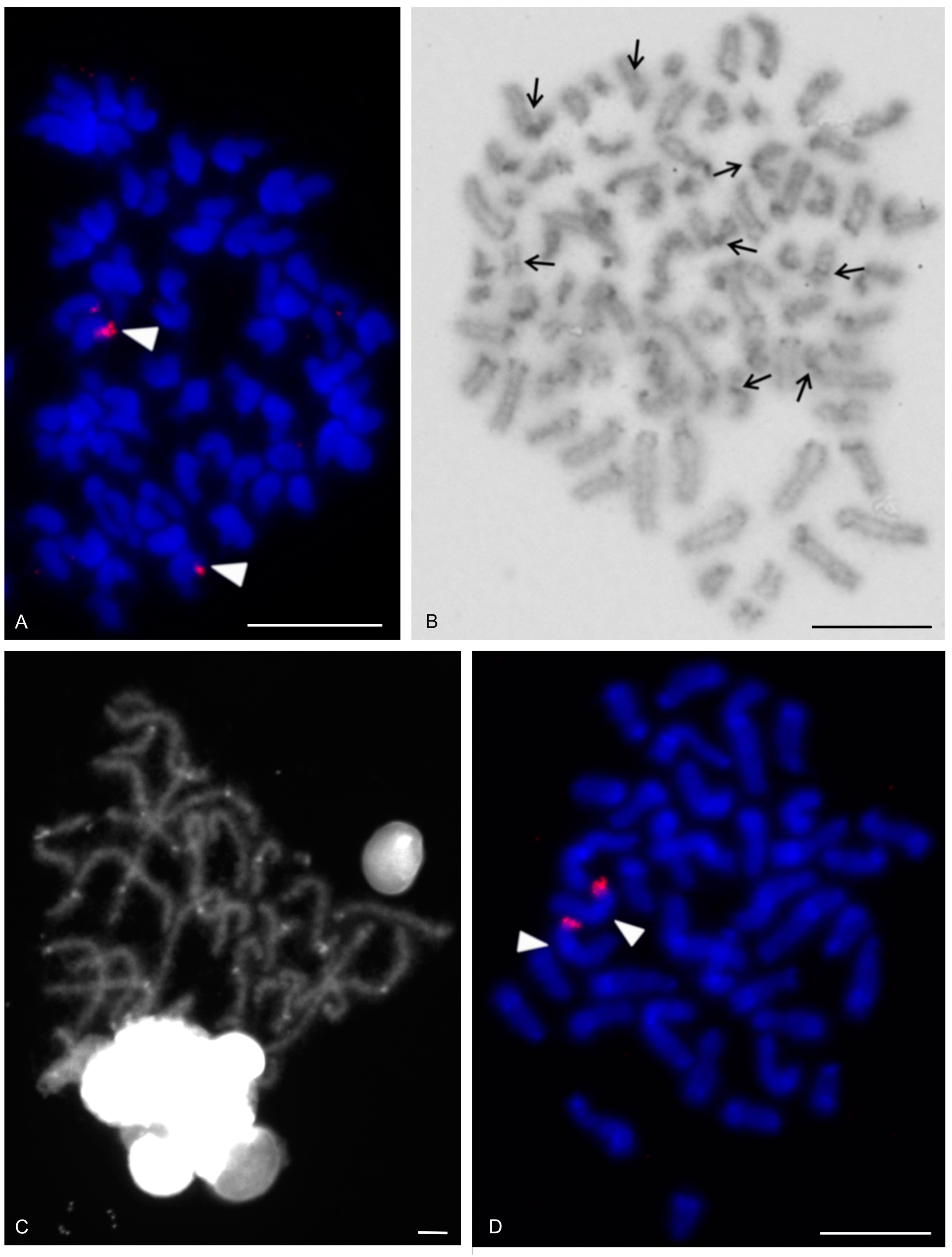 Genes 16 00207 g008 Genes 16 00207 g008