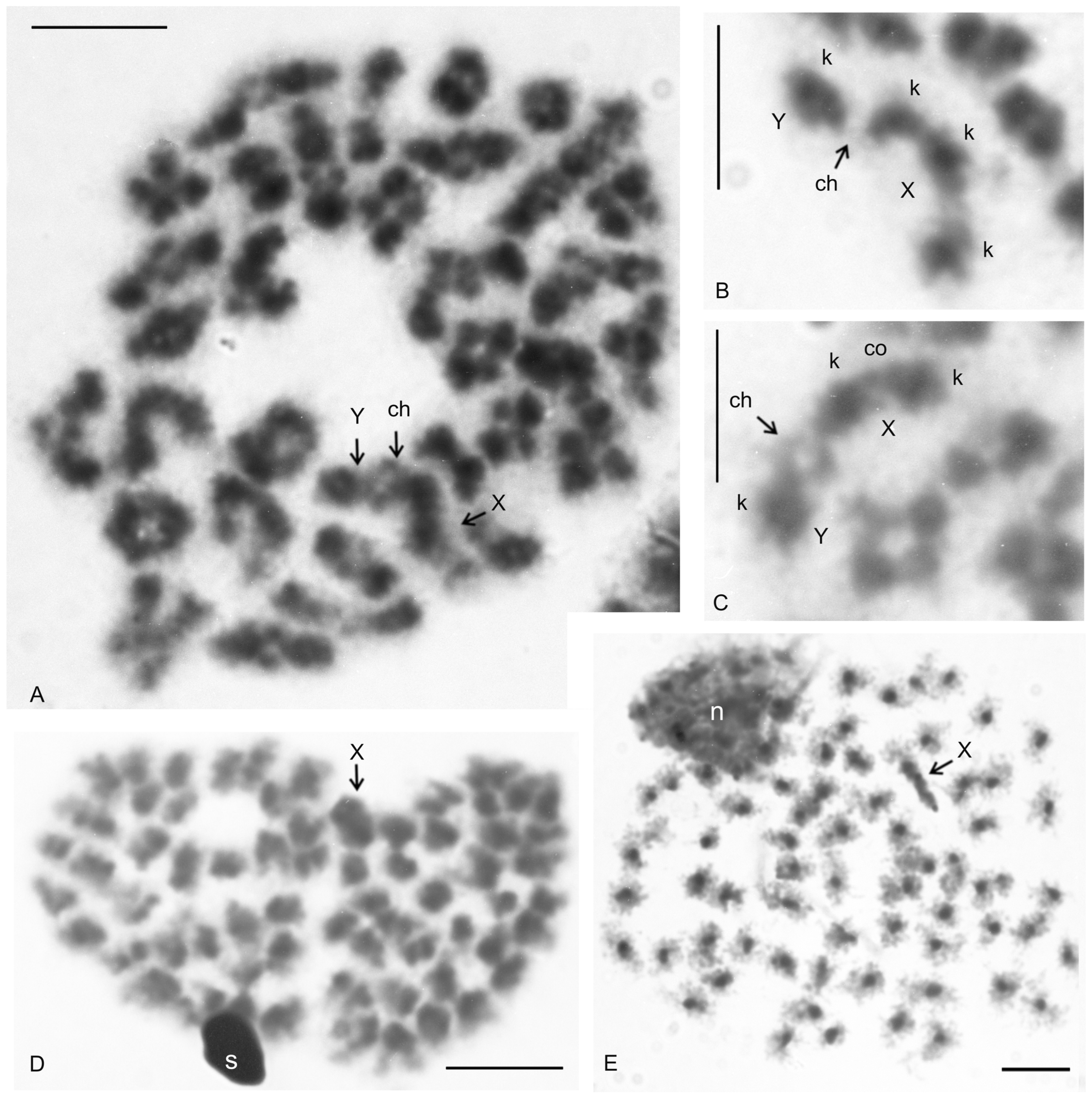 Genes 16 00207 g011 Genes 16 00207 g011