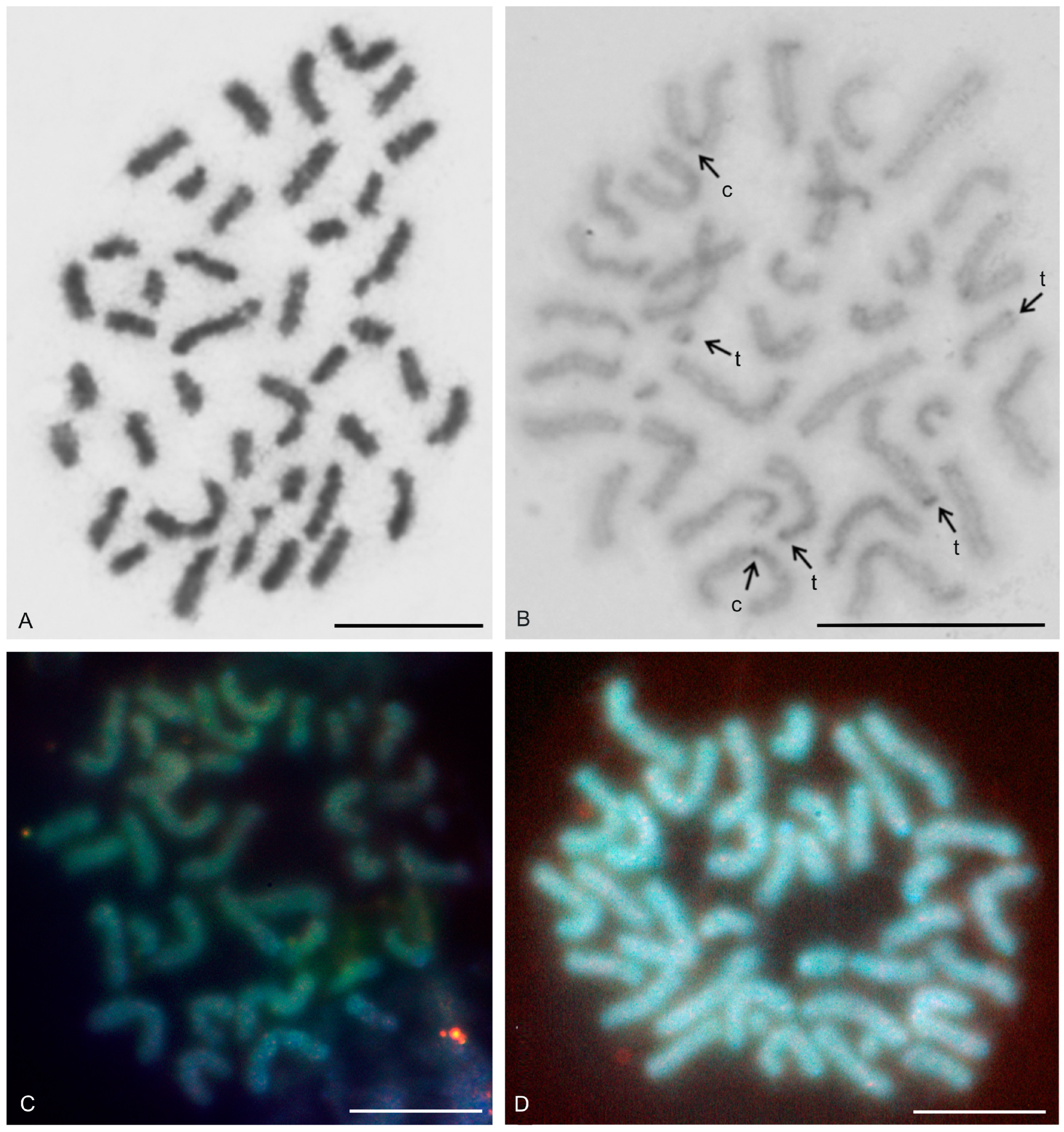 Genes 16 00207 g012 Genes 16 00207 g012
