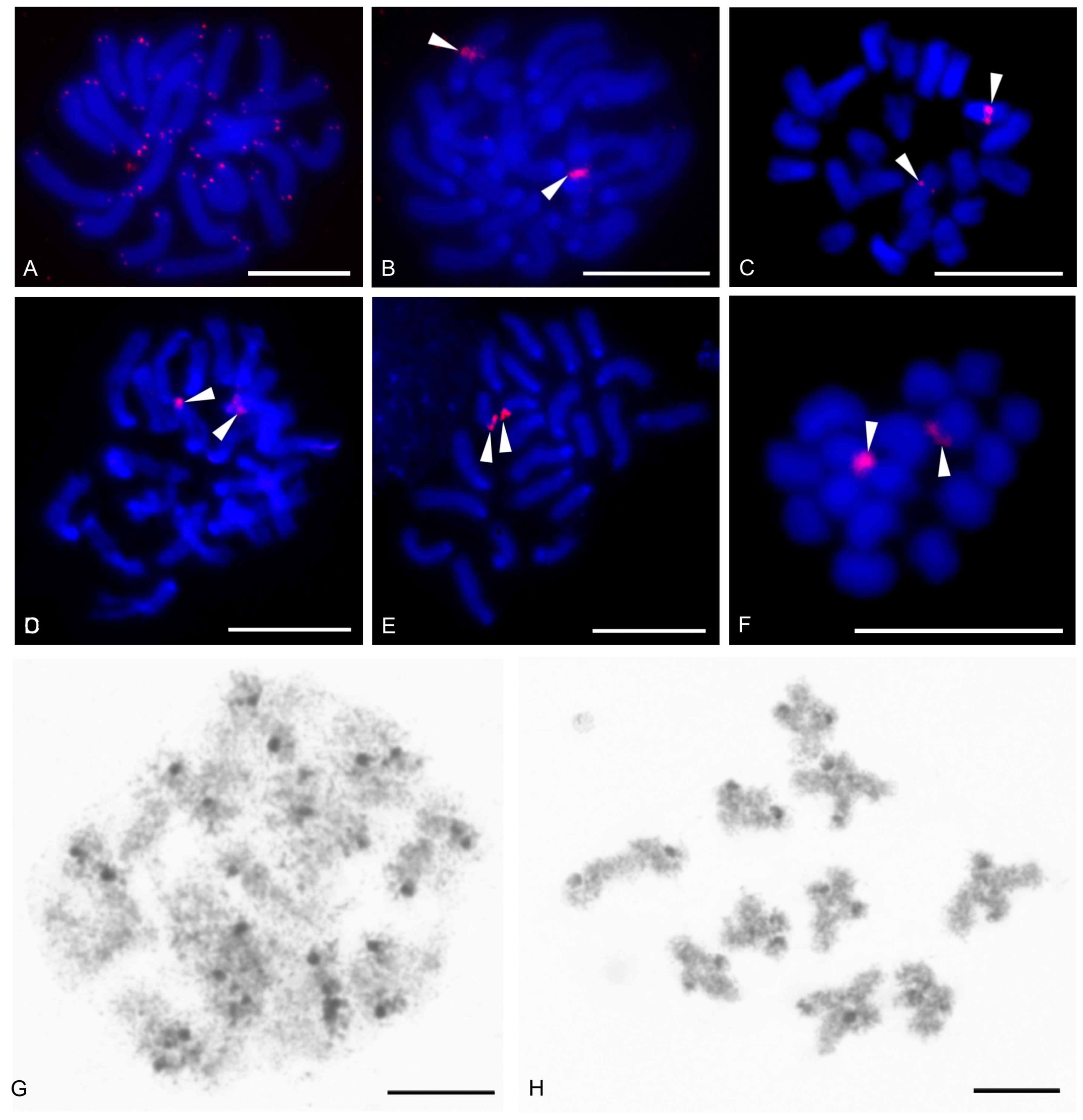 Genes 16 00207 g015 Genes 16 00207 g015