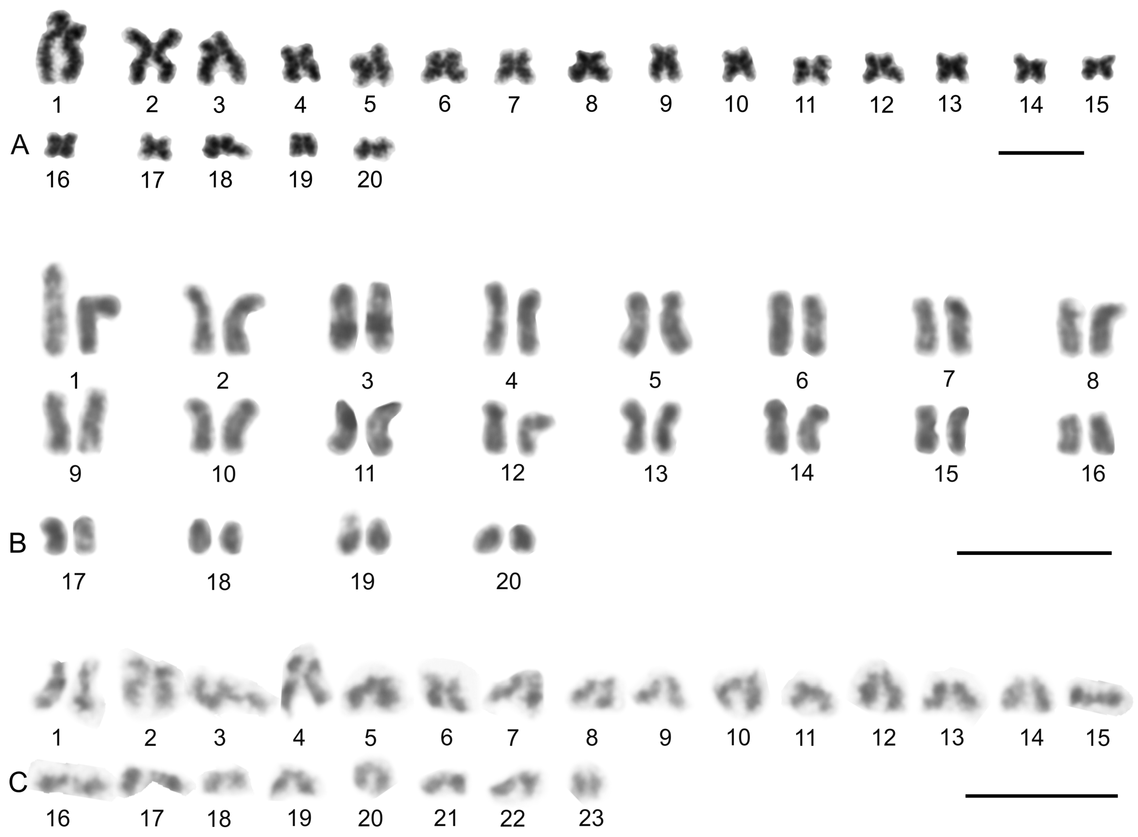 Genes 16 00207 g016 Genes 16 00207 g016