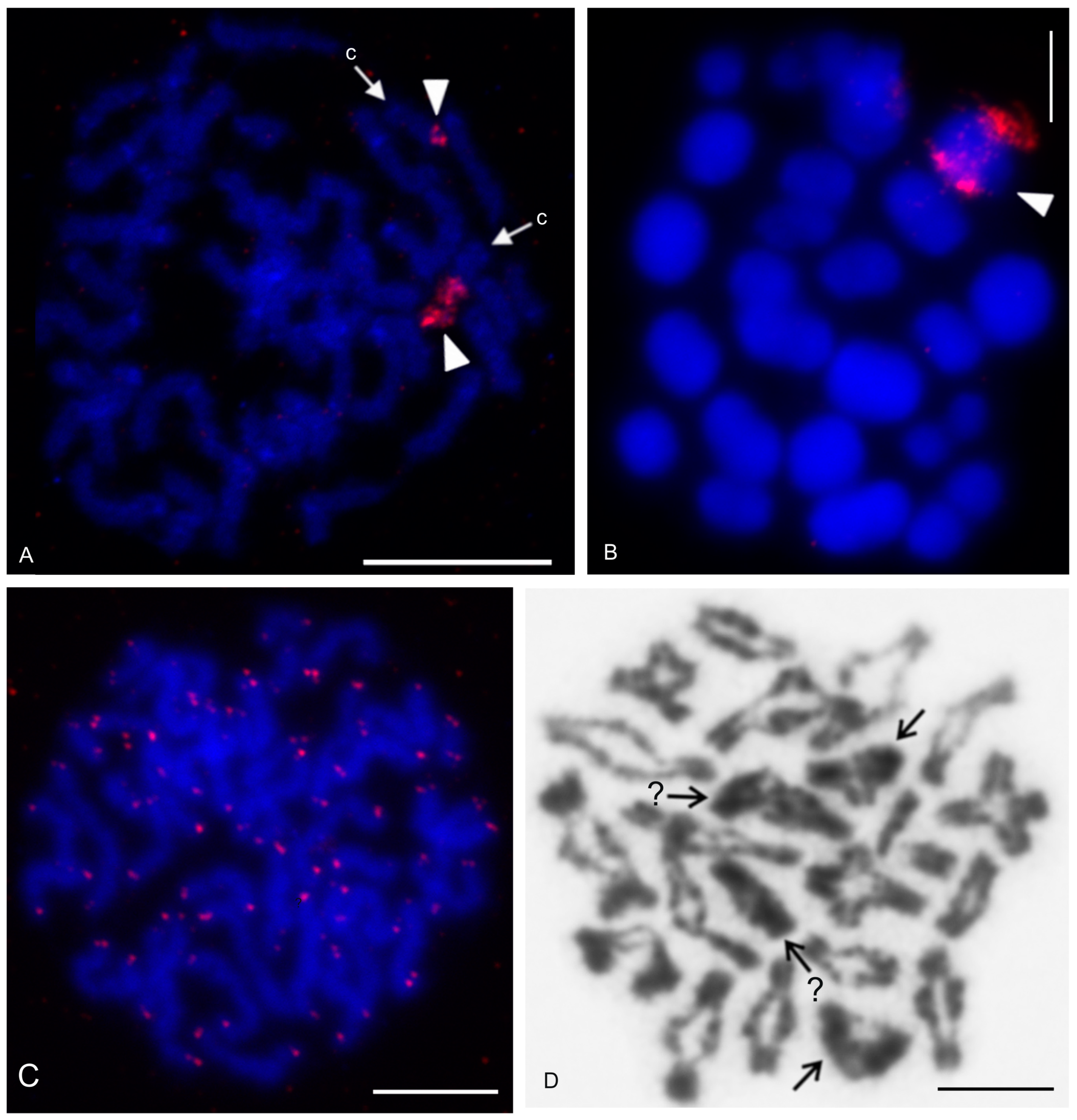 Genes 16 00207 g017 Genes 16 00207 g017