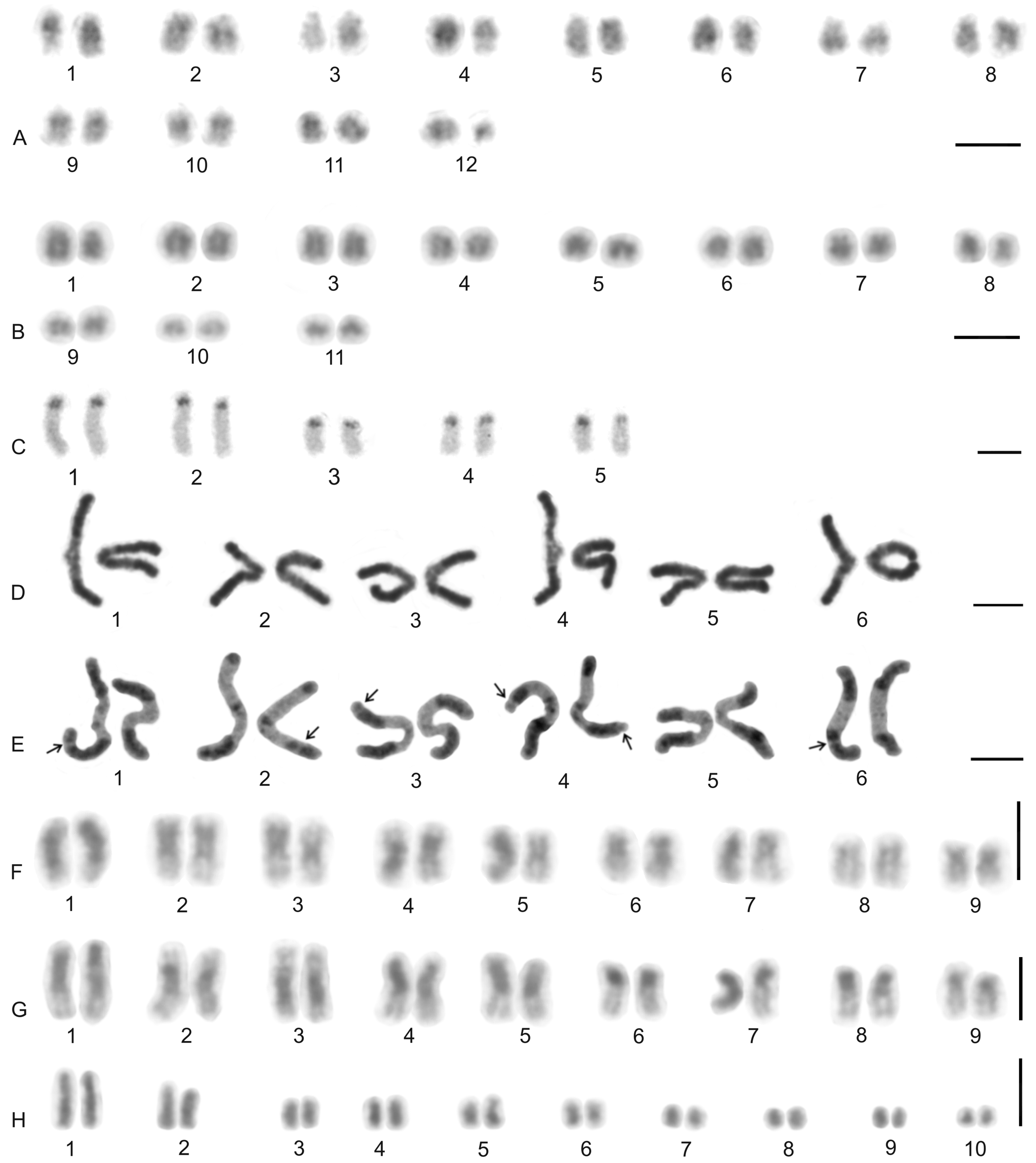 Genes 16 00207 g018 Genes 16 00207 g018