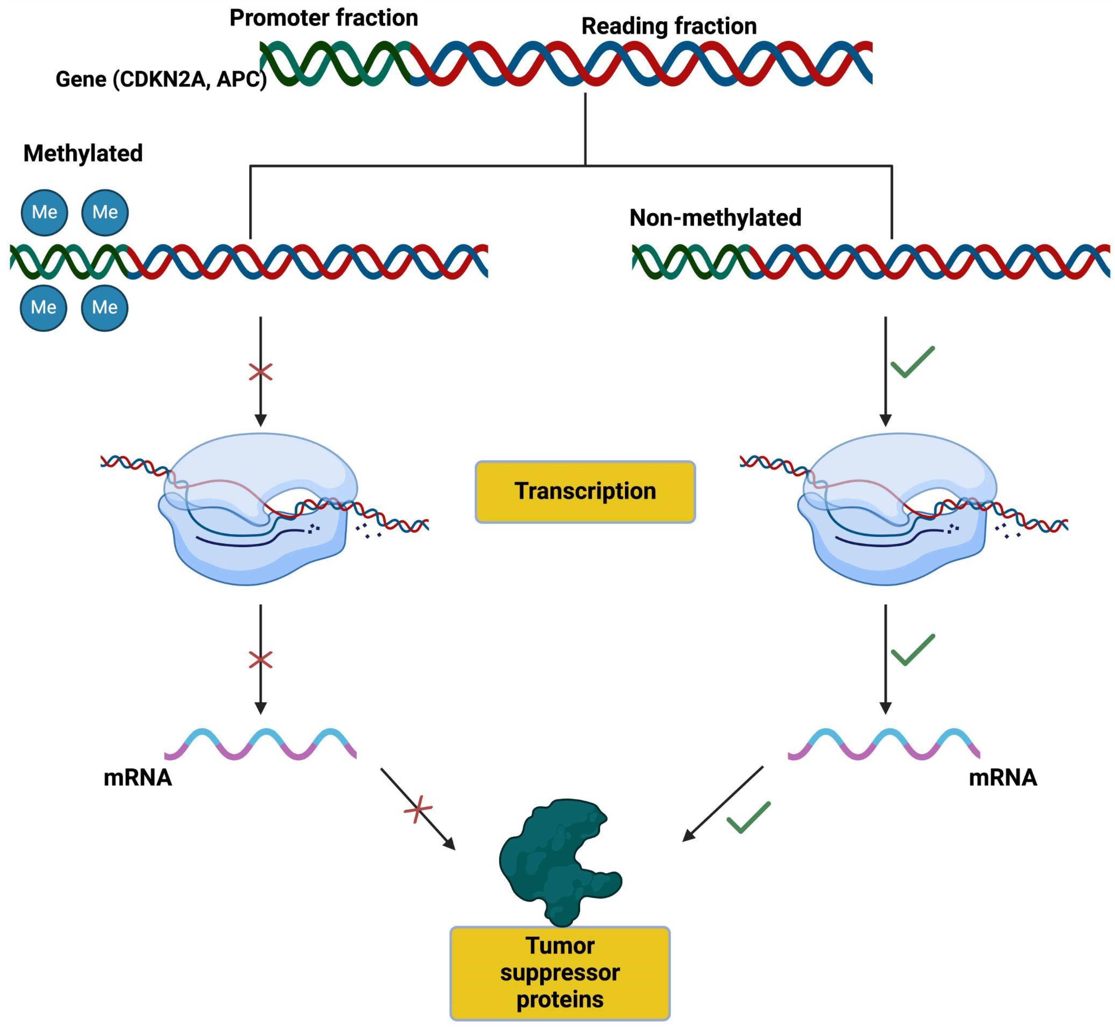 Genes 16 00270 g003 Genes 16 00270 g003