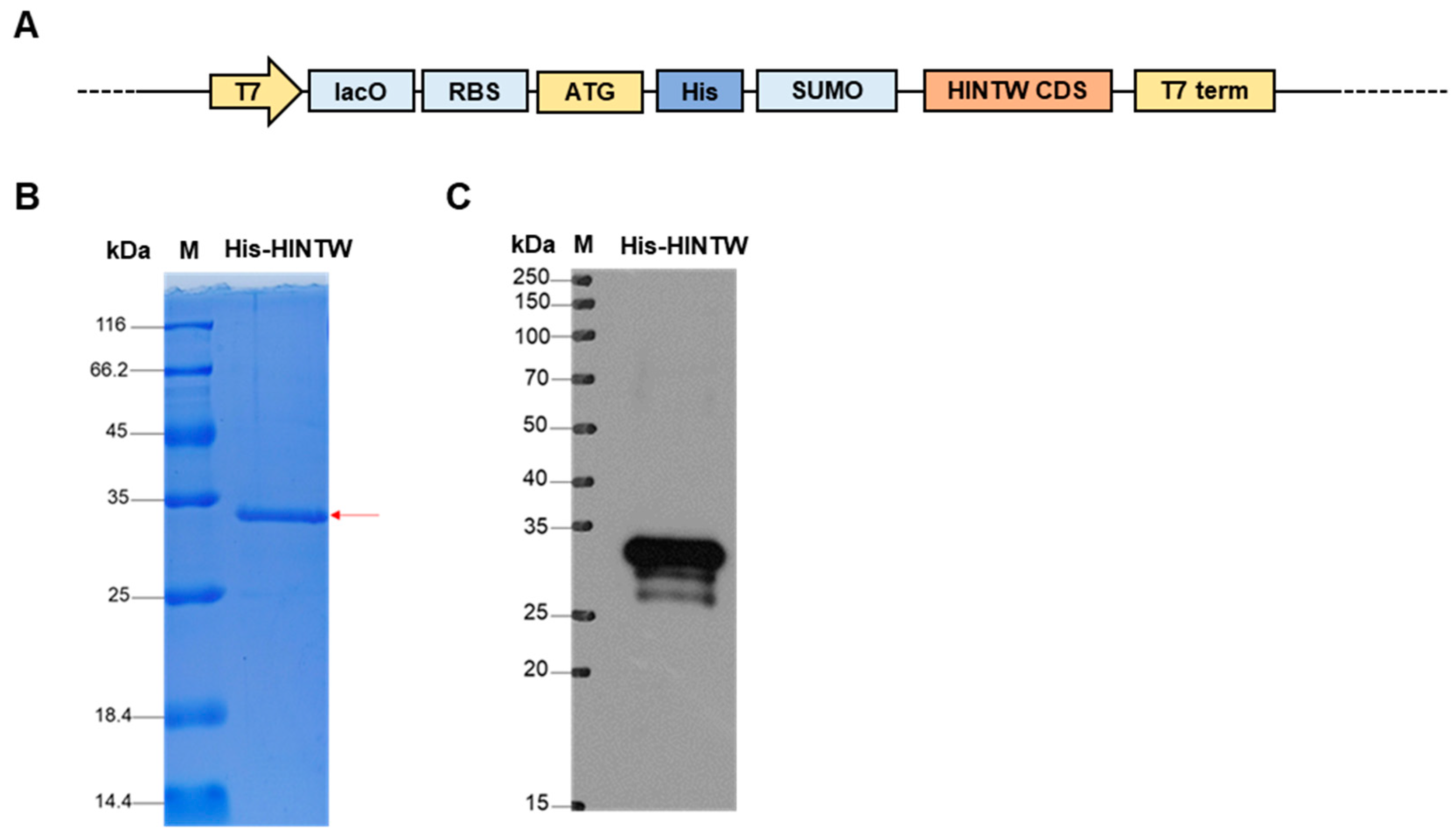 Genes 16 00366 g002