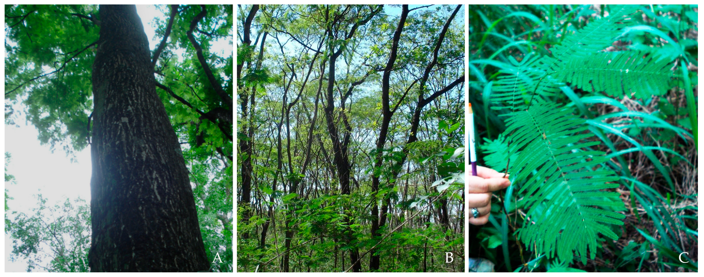 Genes 16 00388 g003 Genes 16 00388 g003