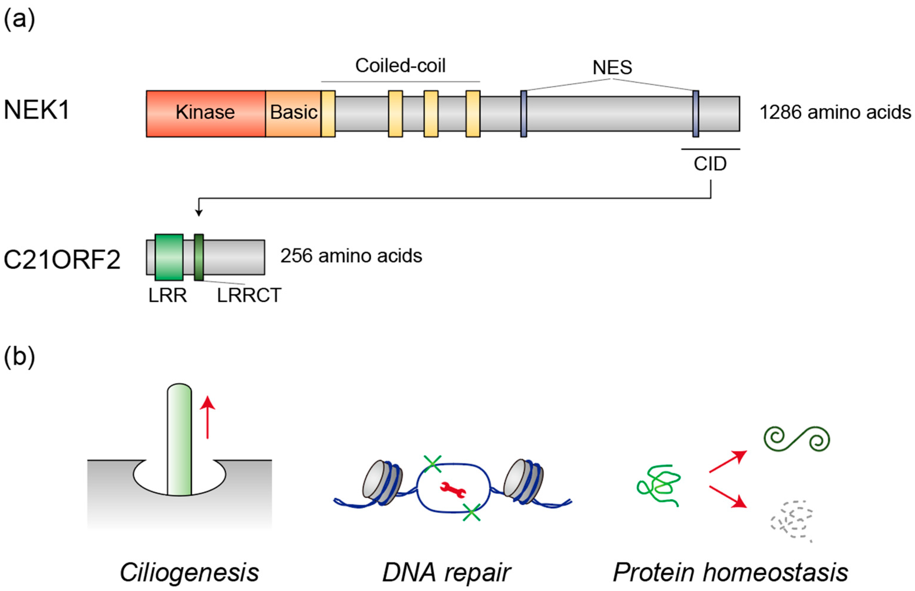 Genes 16 00407 g001 Genes 16 00407 g001