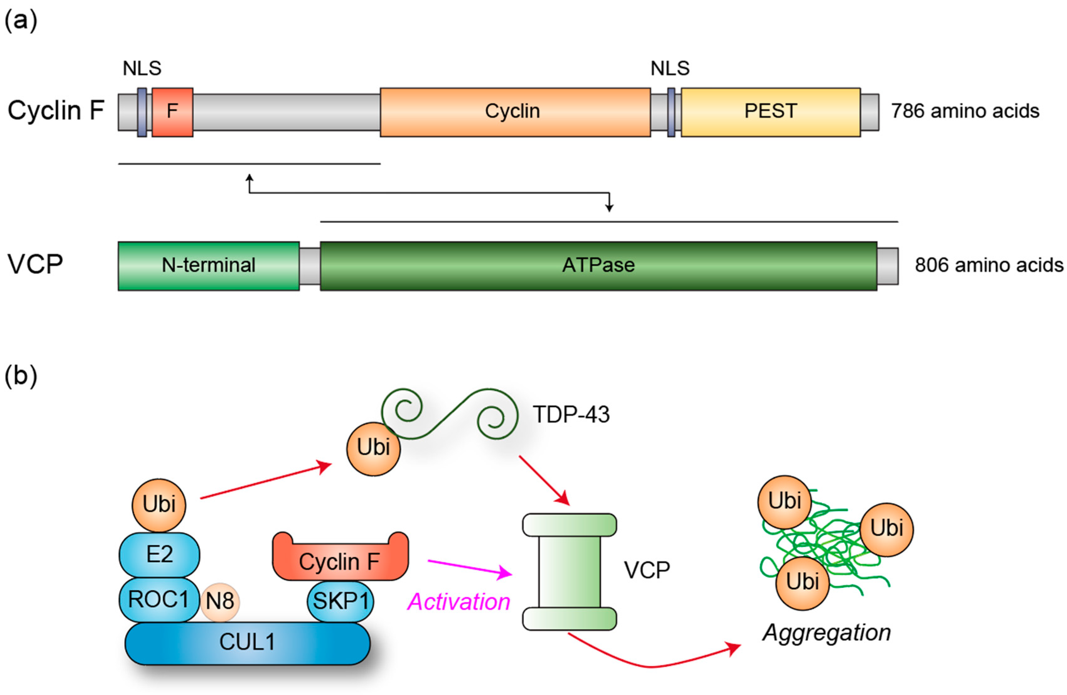 Genes 16 00407 g002 Genes 16 00407 g002