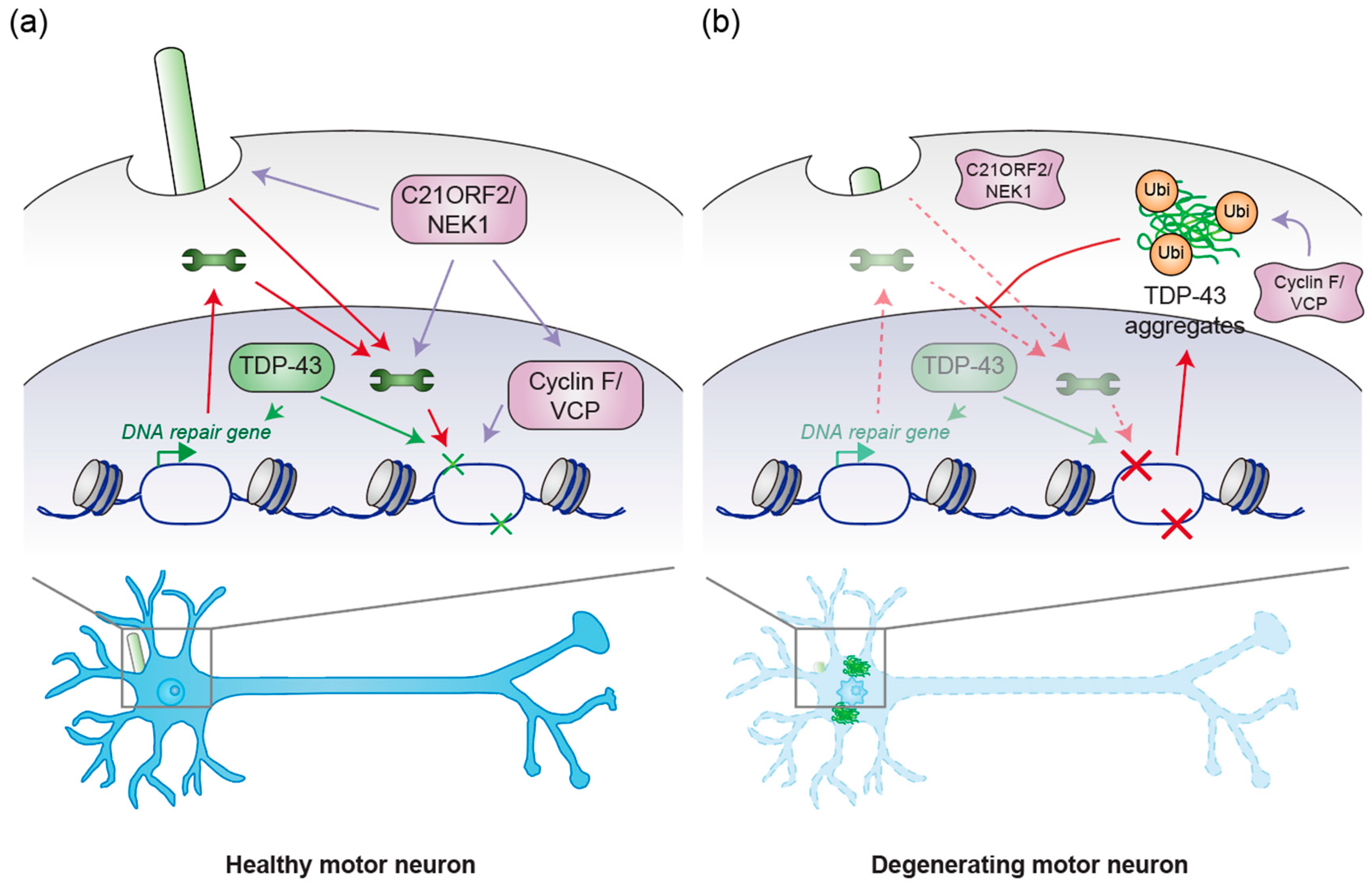 Genes 16 00407 g003 Genes 16 00407 g003