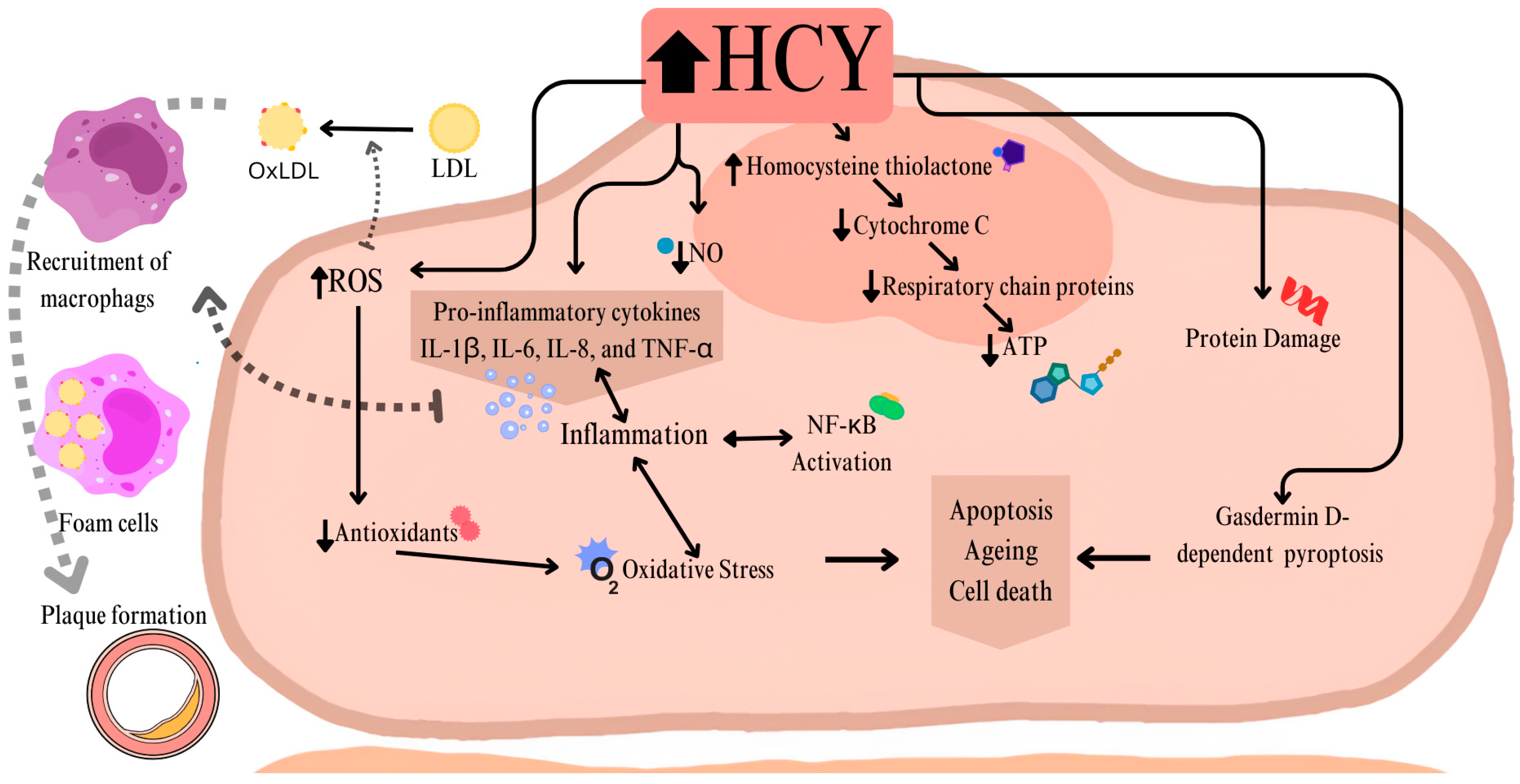 Genes 16 00441 g003 Genes 16 00441 g003