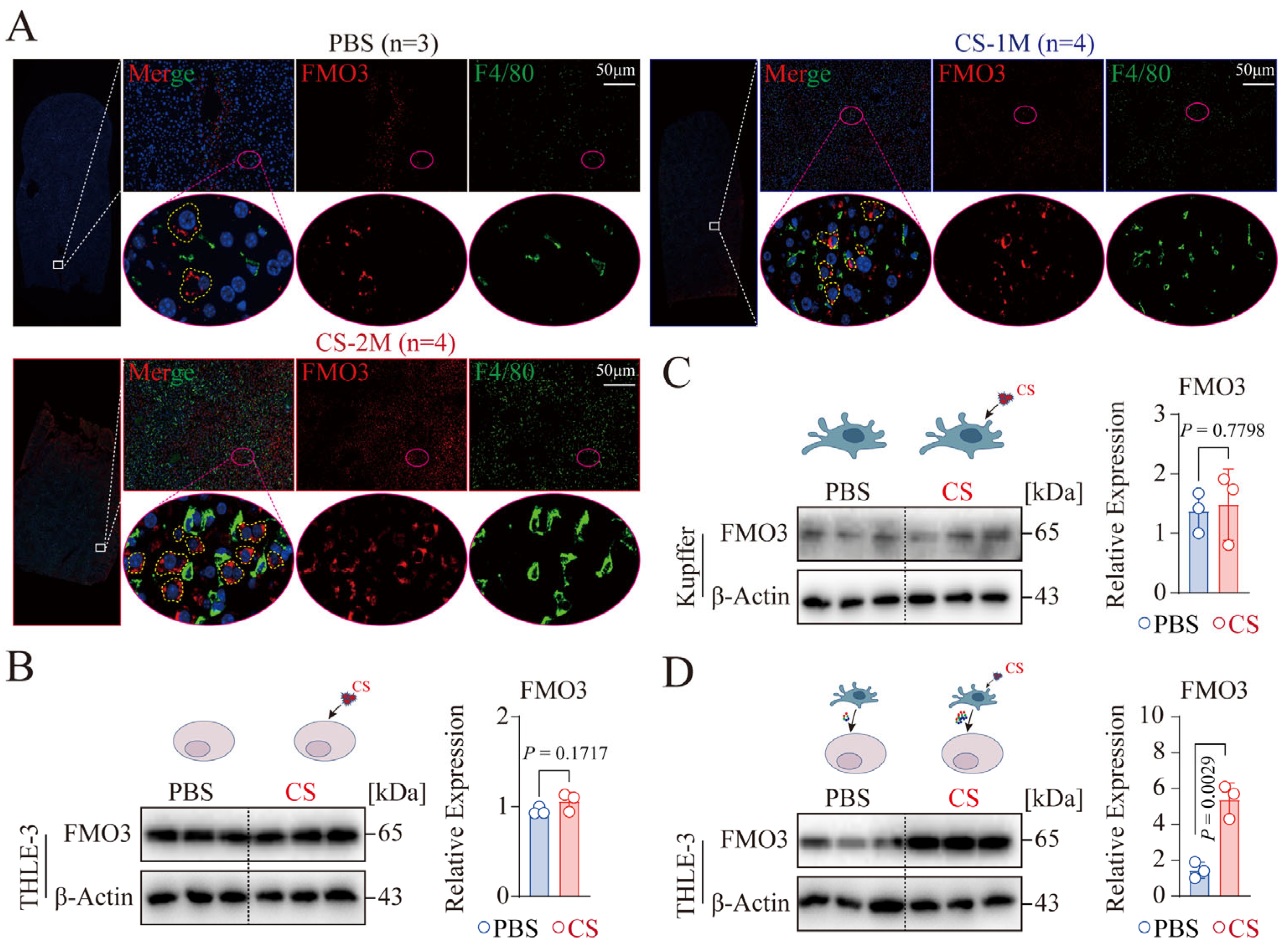 Genes 16 00456 g004