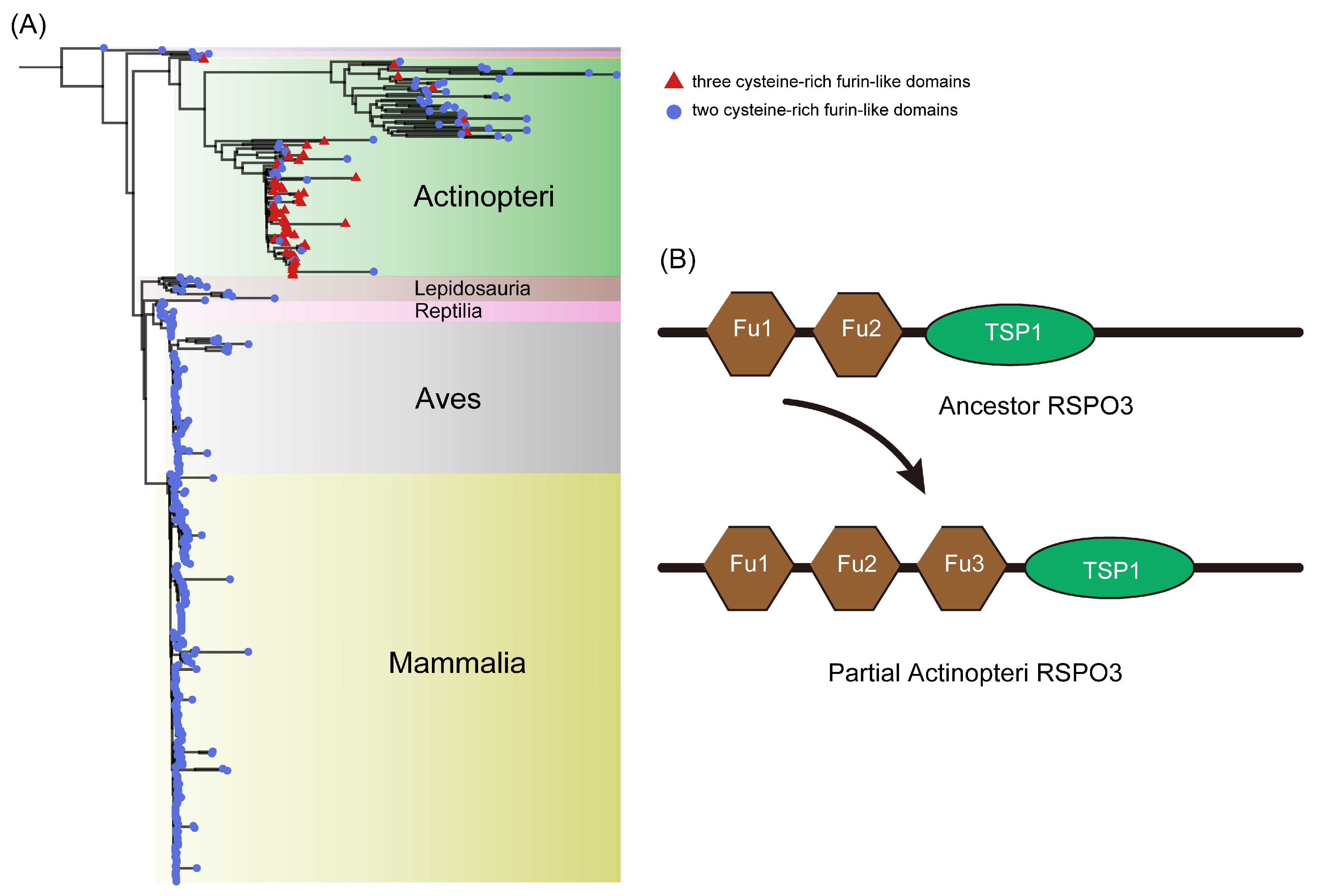 Genes 16 00477 g003 Genes 16 00477 g003