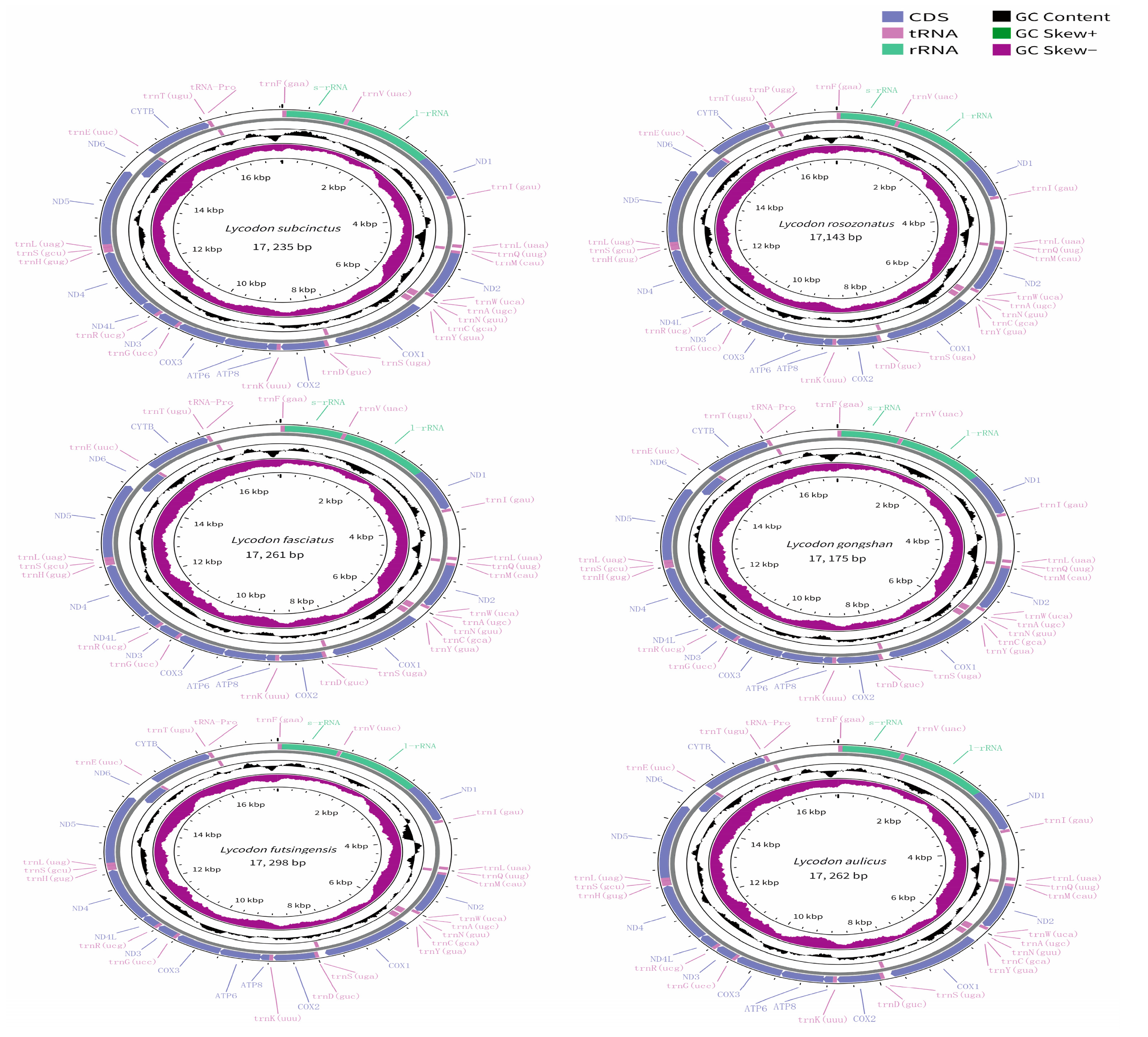 Genes 16 00493 g001 Genes 16 00493 g001