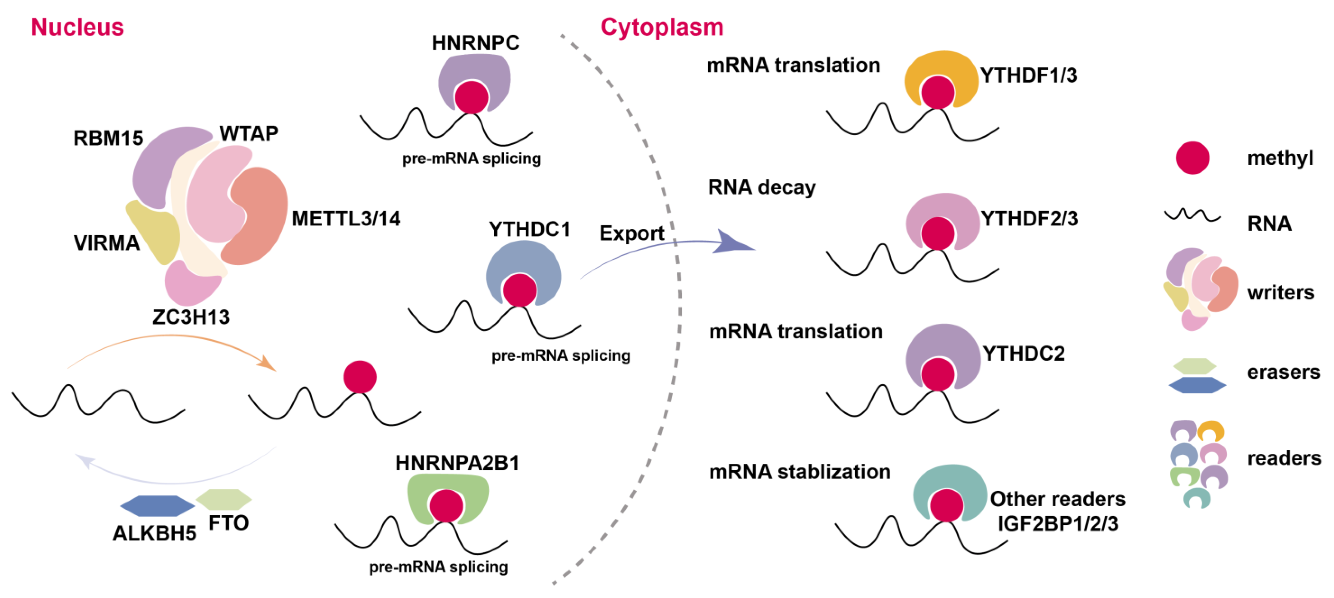 Genes 16 00498 g001 Genes 16 00498 g001