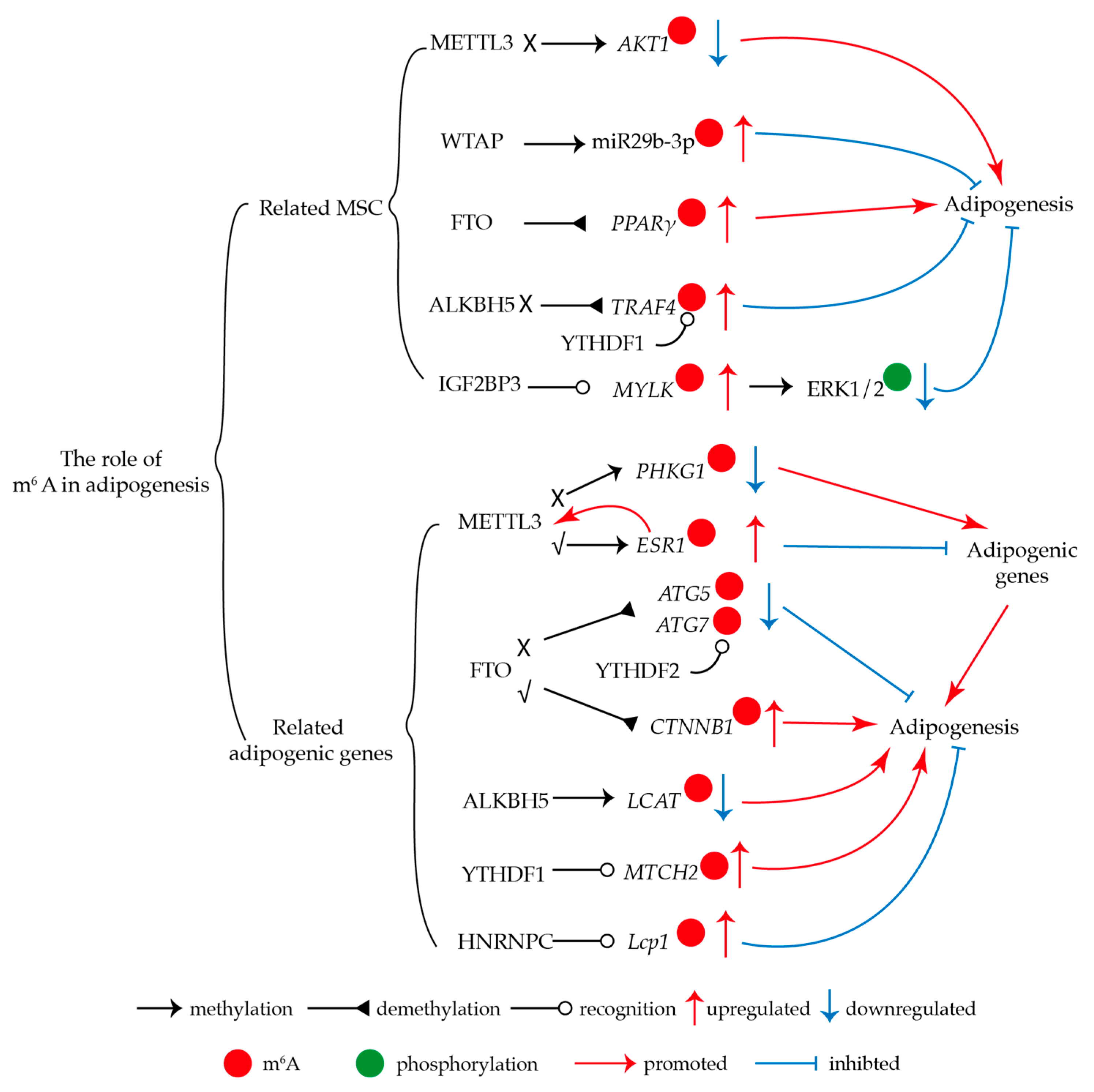 Genes 16 00498 g002 Genes 16 00498 g002