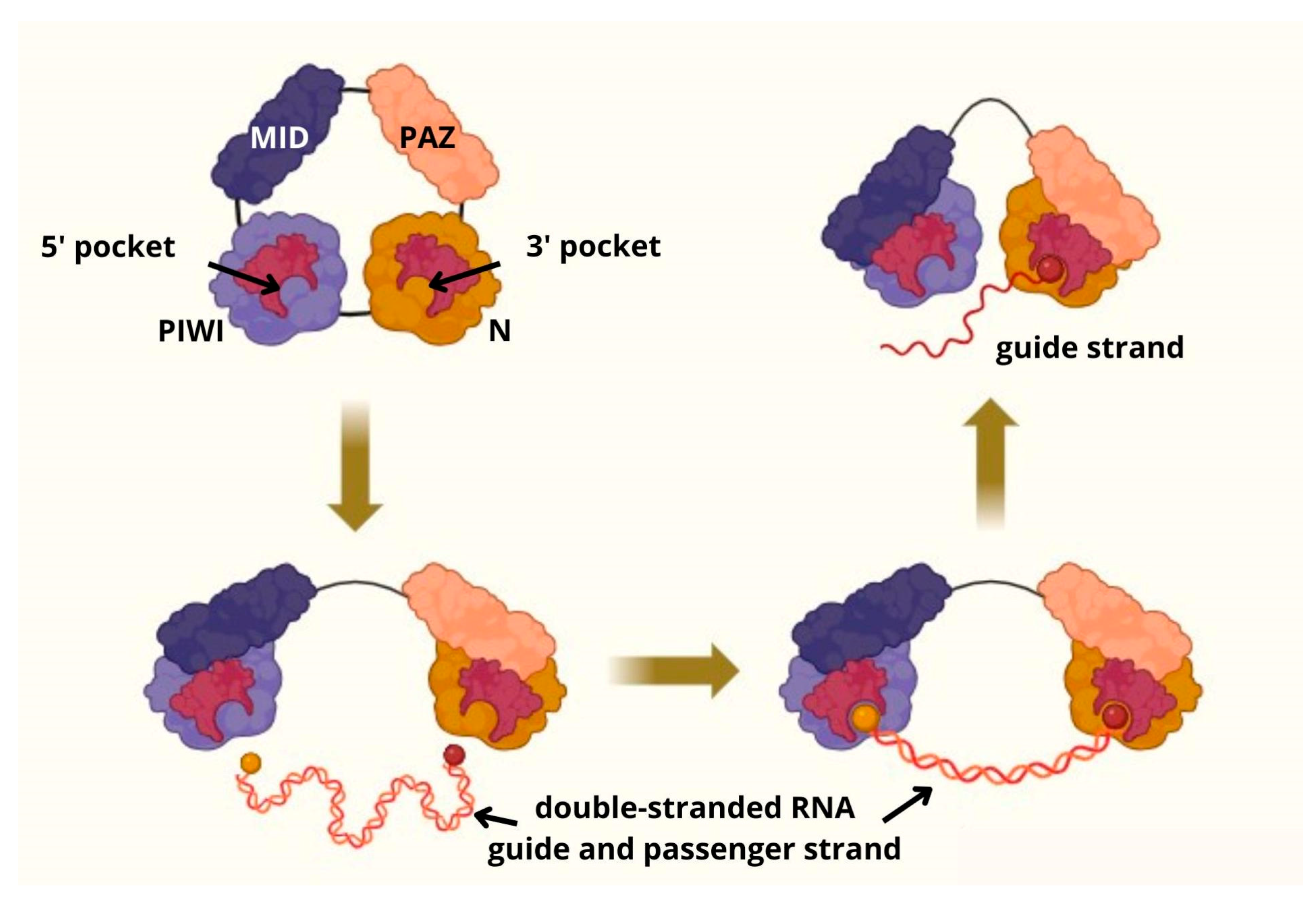 Genes 16 00722 g001