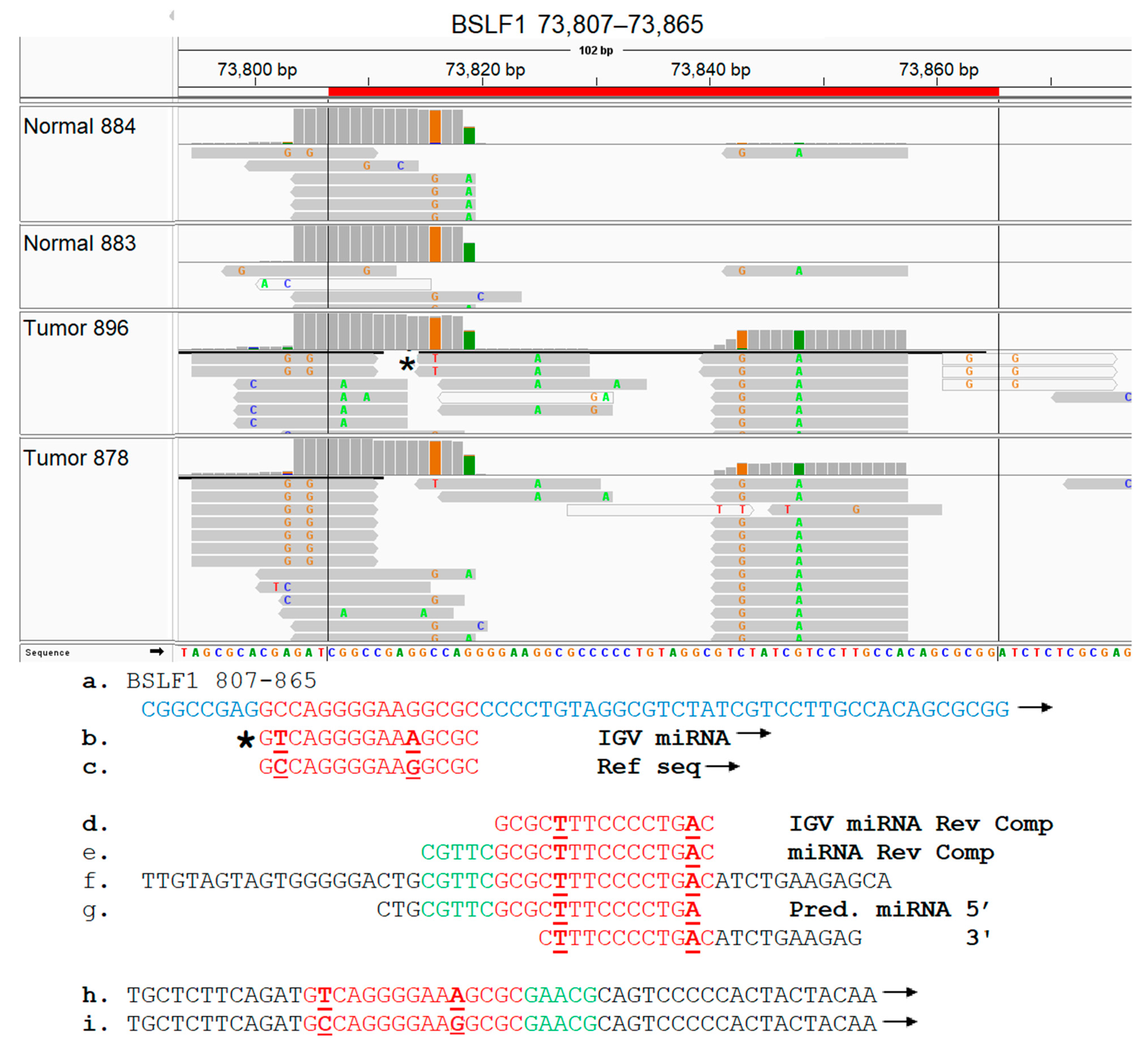 Genes 16 00756 g009 Genes 16 00756 g009