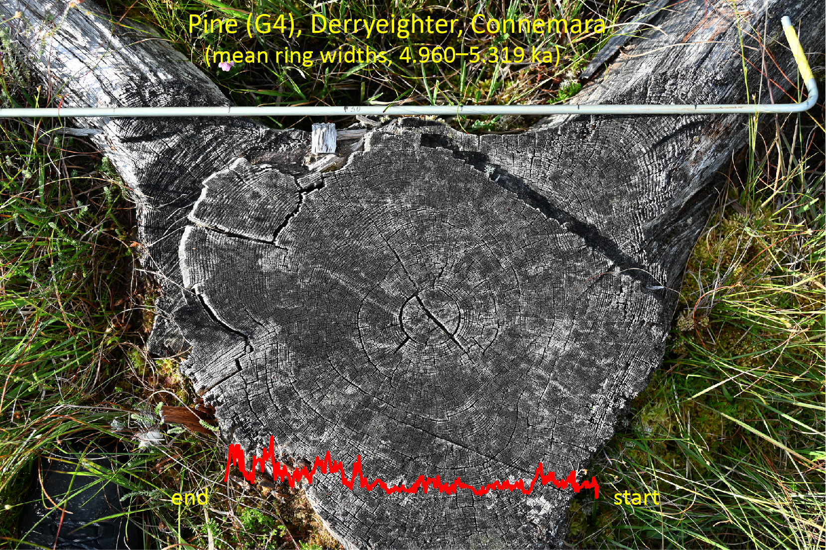 Geographies | Free Full-Text | Holocene Vegetation Dynamics, Landscape  Change and Human Impact in Western Ireland as Revealed by  Multidisciplinary, Palaeoecological Investigations of Peat Deposits and  Bog-Pine in Lowland Connemara