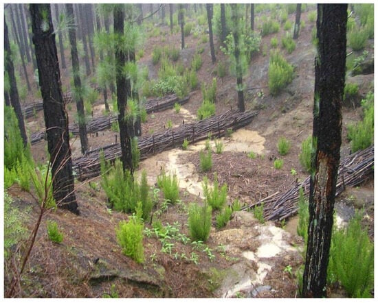 Rice Straw Bales (Weed Free) - 46 x 15 x 22 - Erosion Control