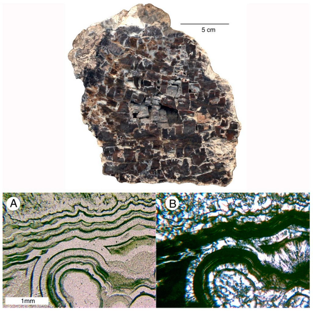 Welded tuff (western USA), (public display, Geology Departm…