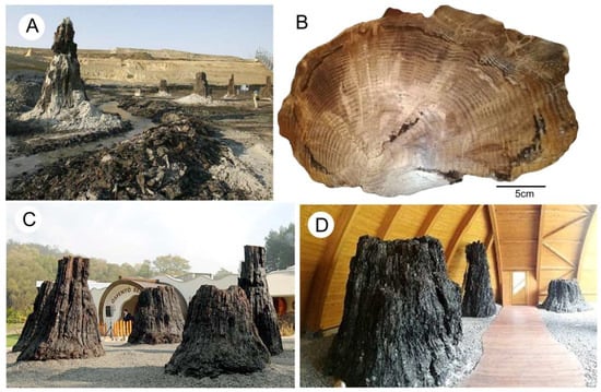 Geosciences | Free Full-Text | Non-Mineralized Fossil Wood