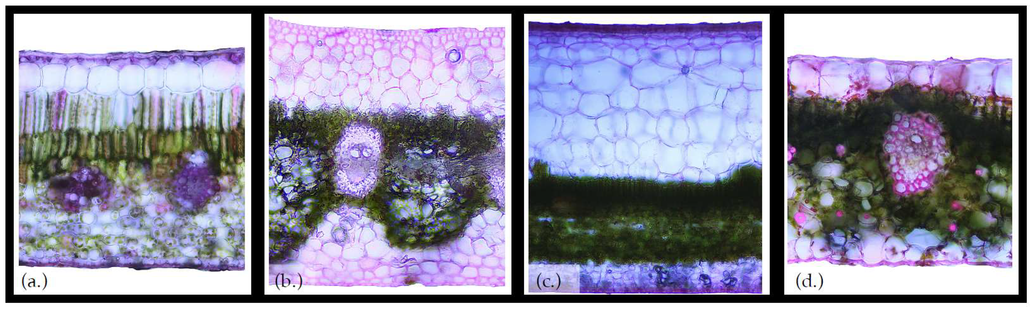 Geosciences 09 00342 g002