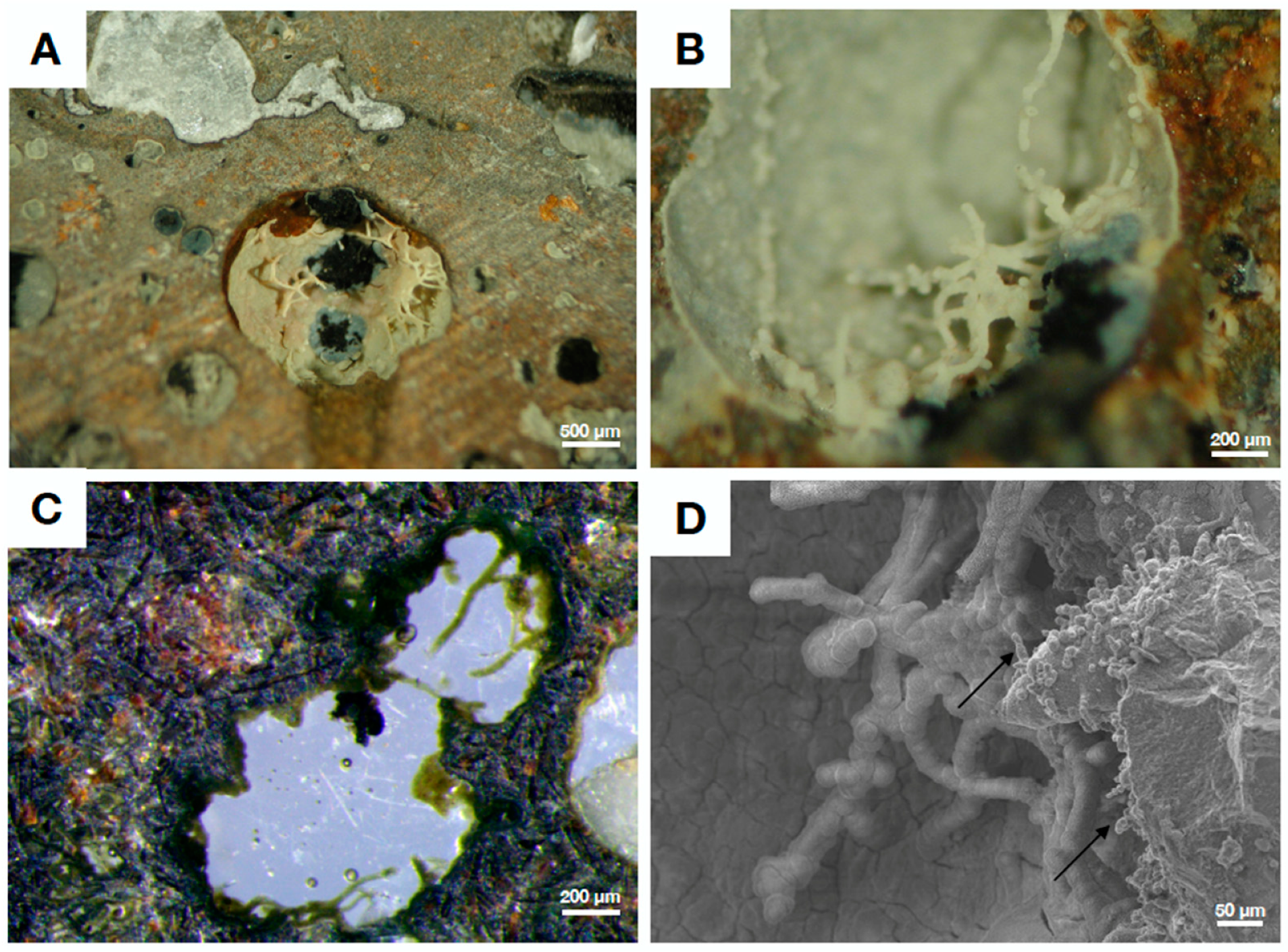 Geosciences 09 00369 g004